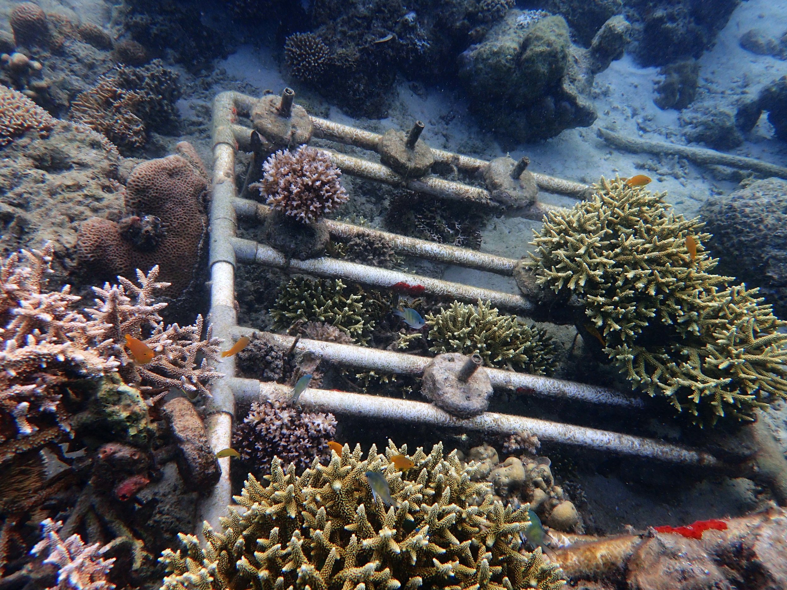 Samalona corals.jpg