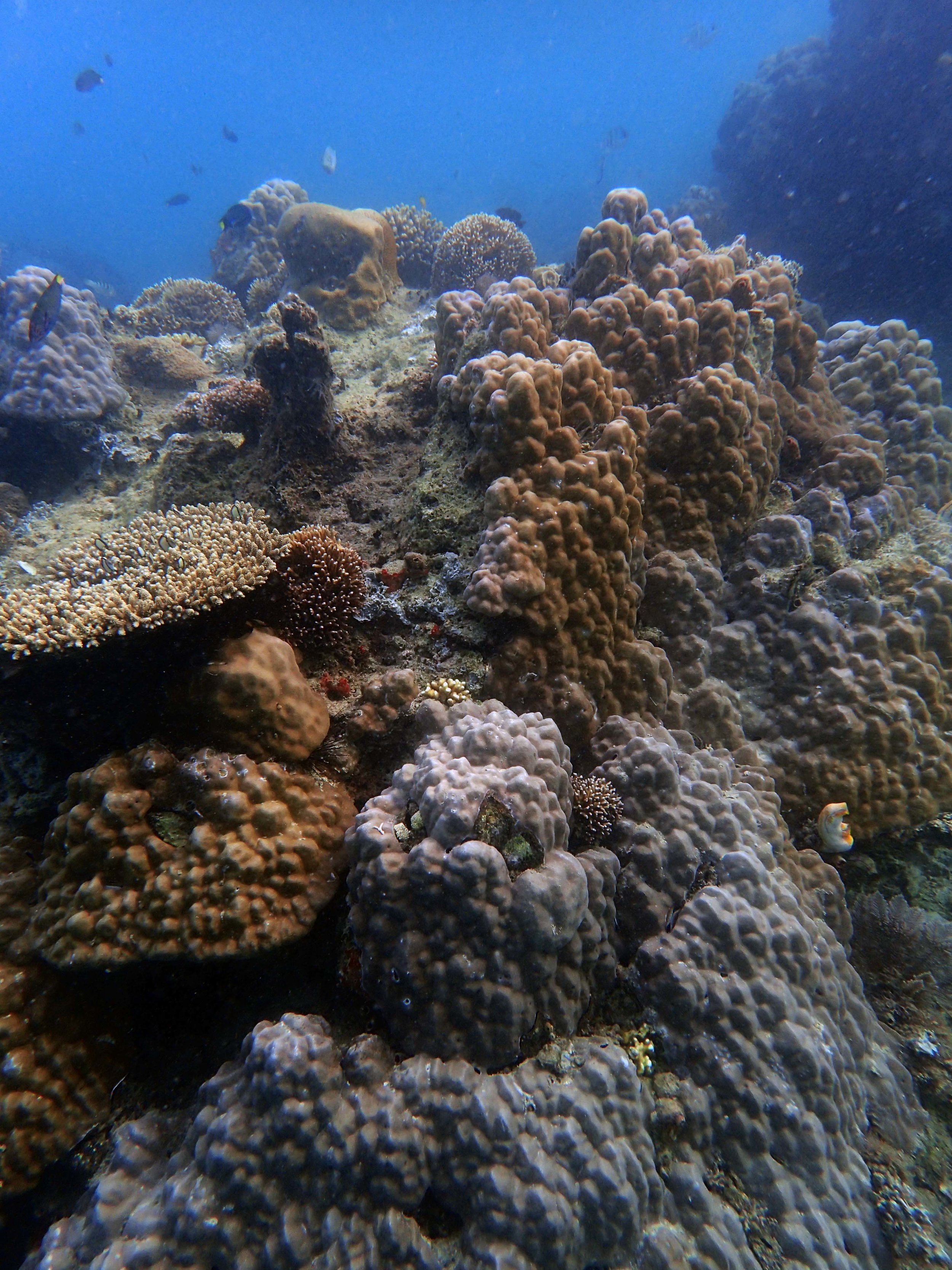 Porites at Samalona.jpg