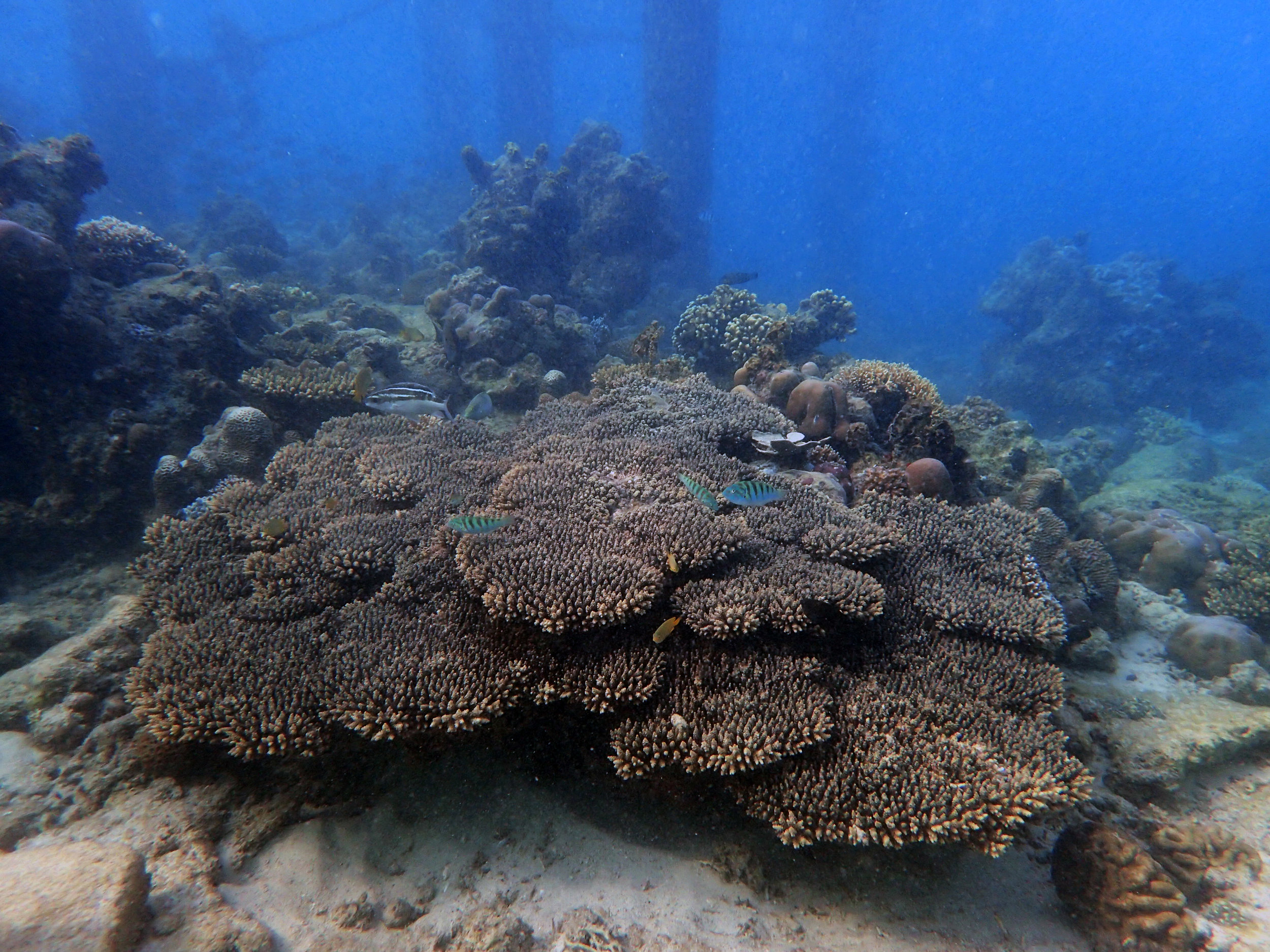 under the fishing platform.jpg