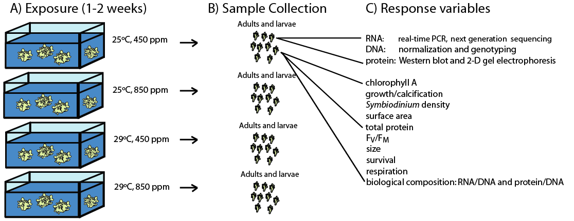 For the larval experiment (see here ).