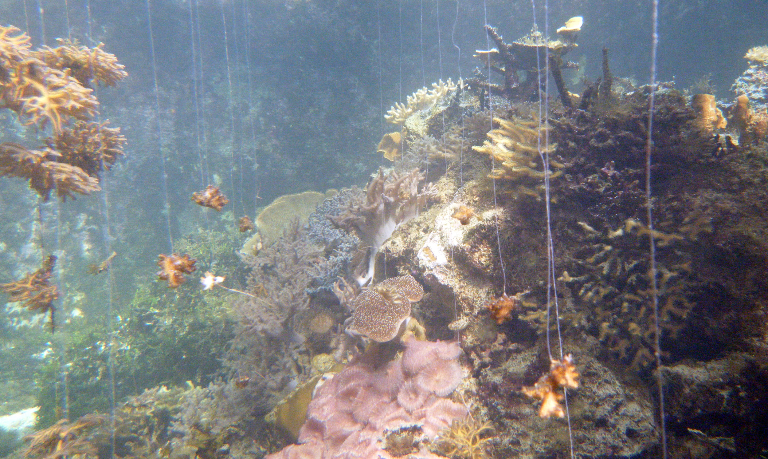 batfish recovery tank.jpg