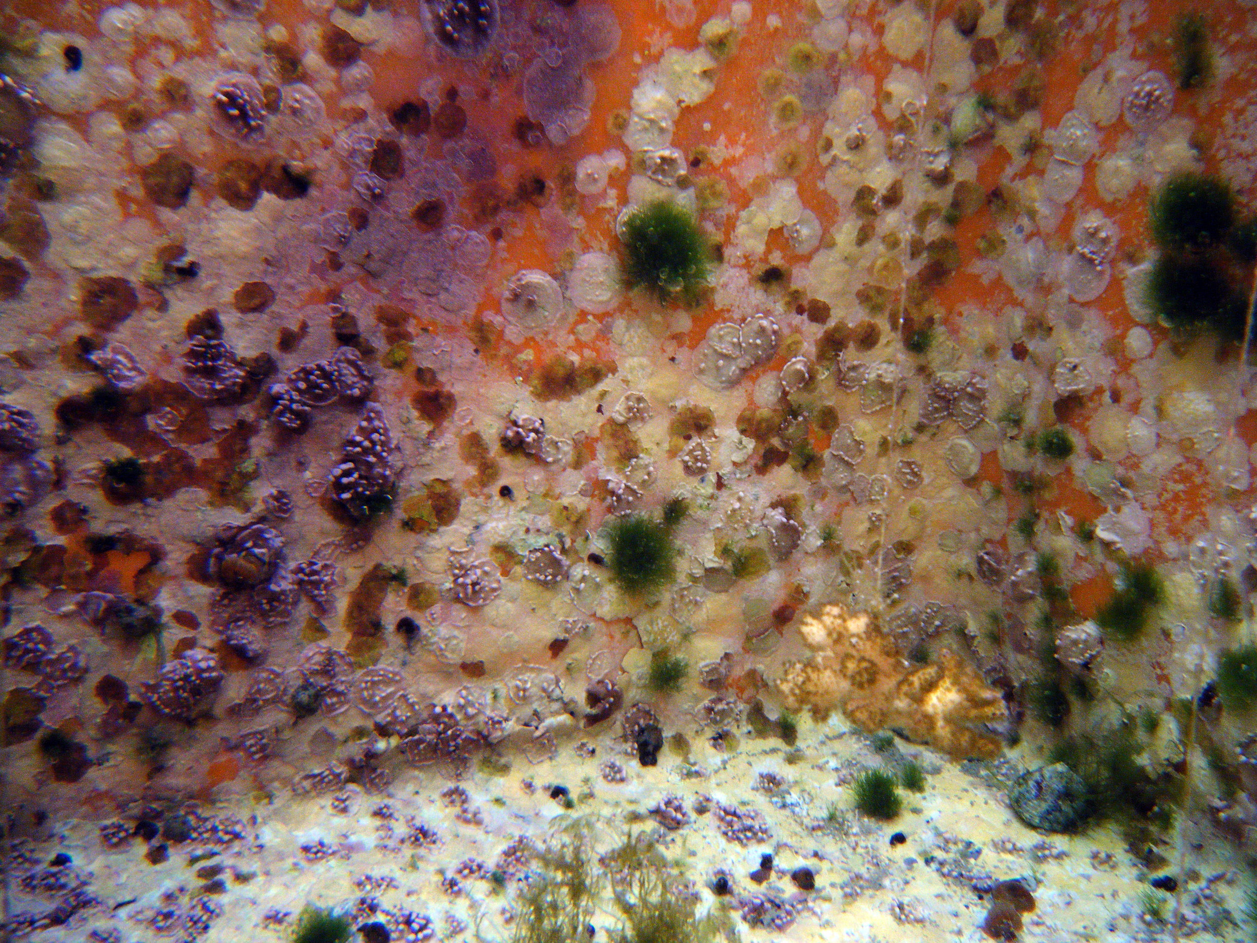 nubbin in mesocosm tank.jpg