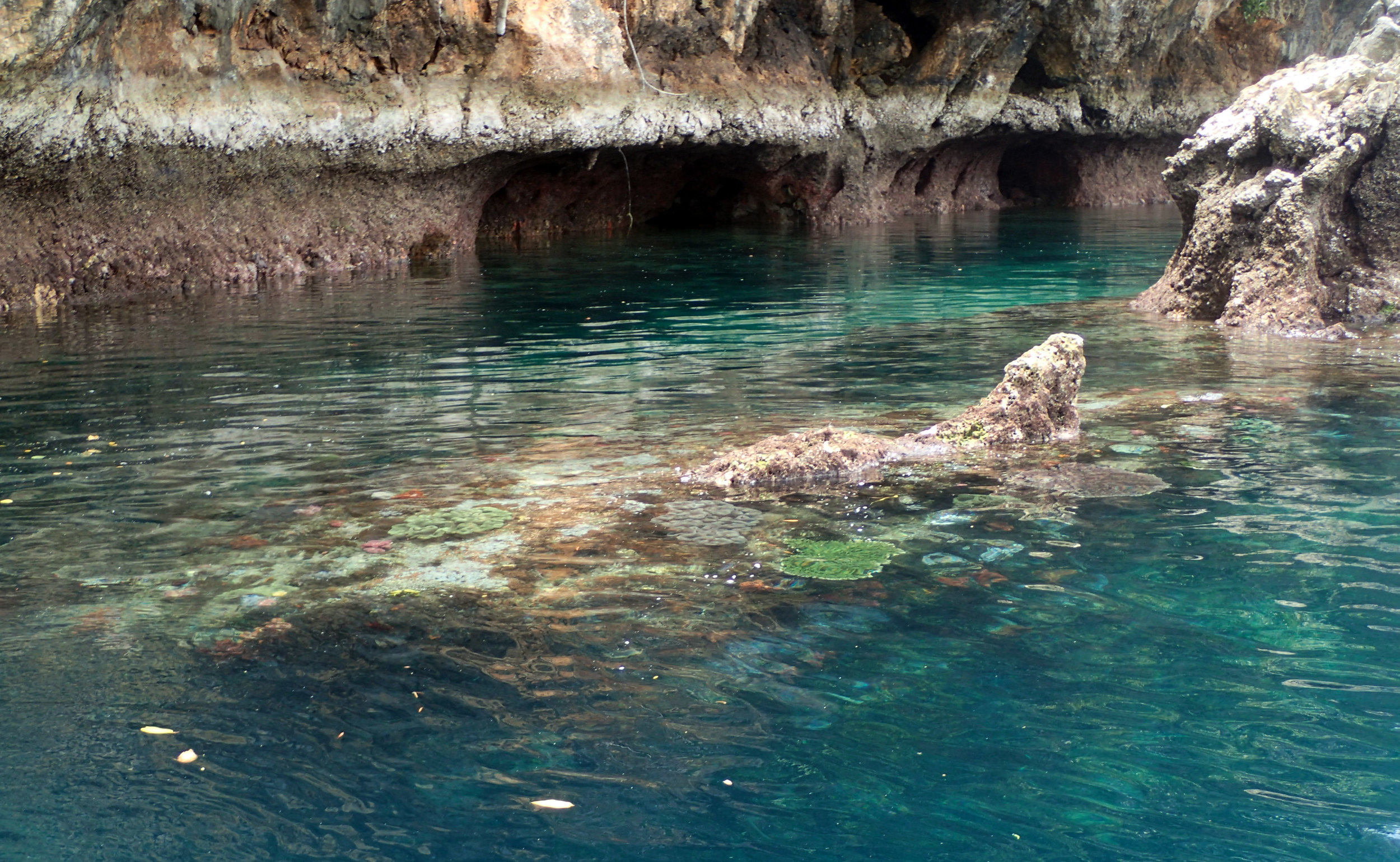 corals from the surface.jpg