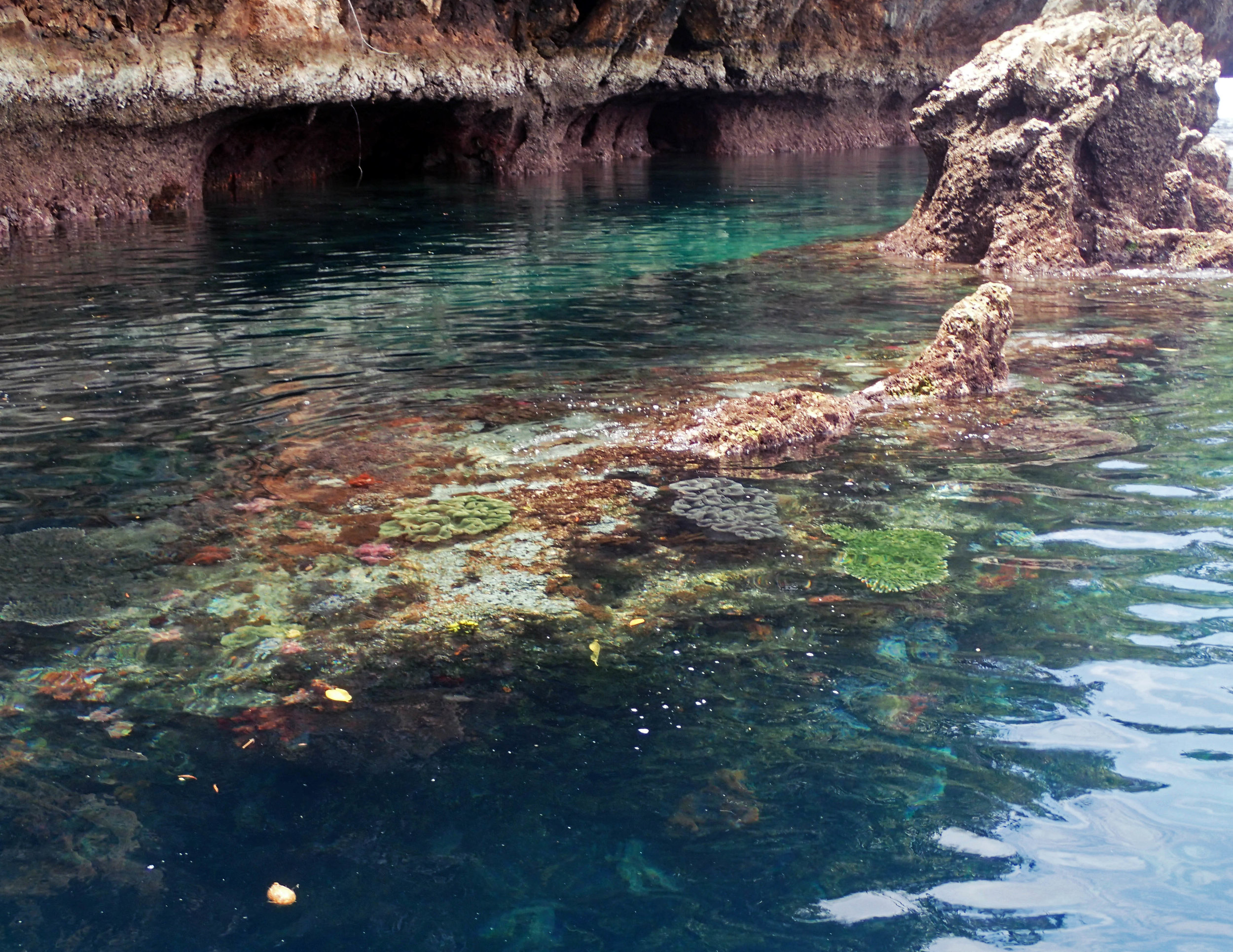 corals from the boat.jpg