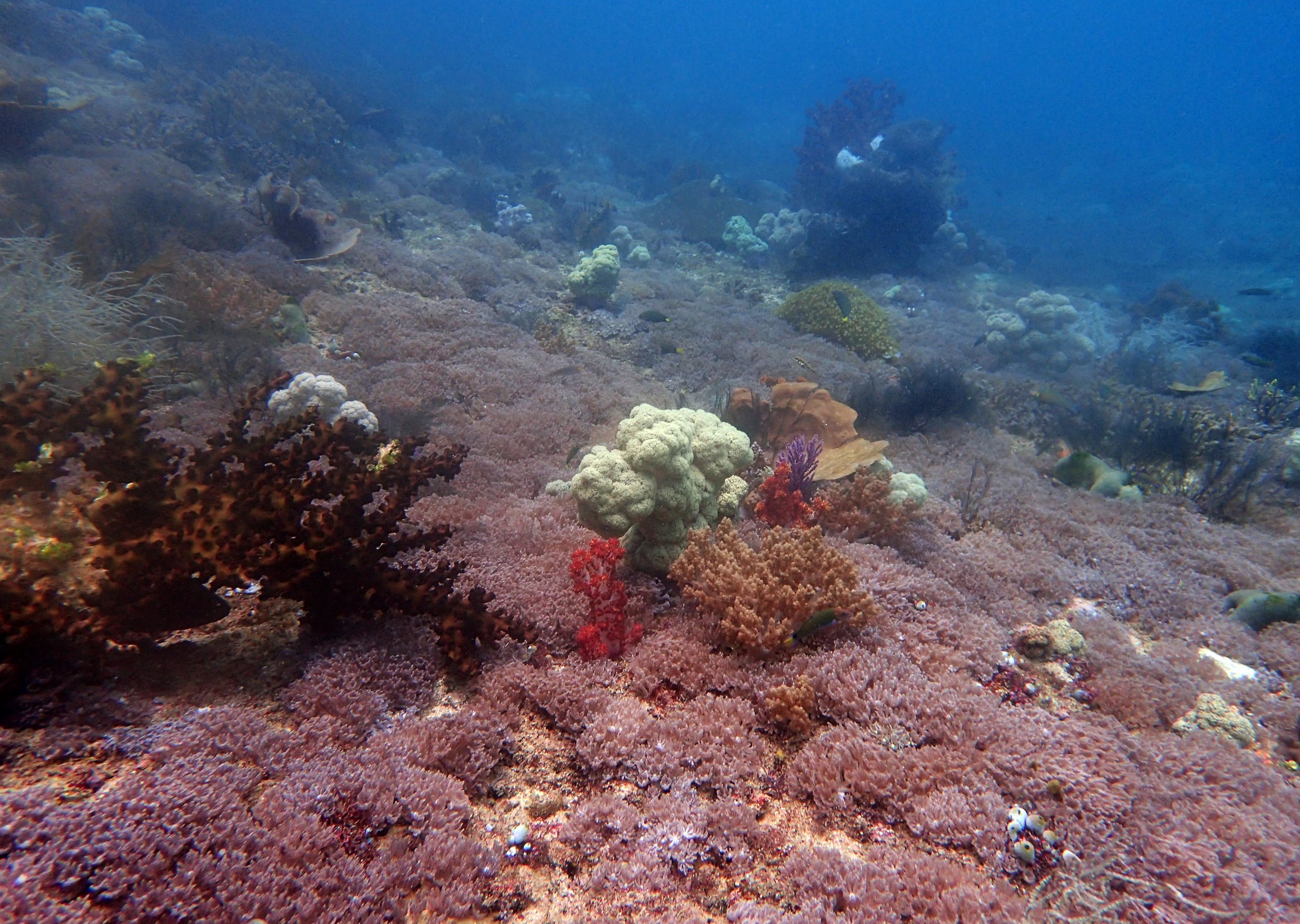 soft coral carpets.jpg