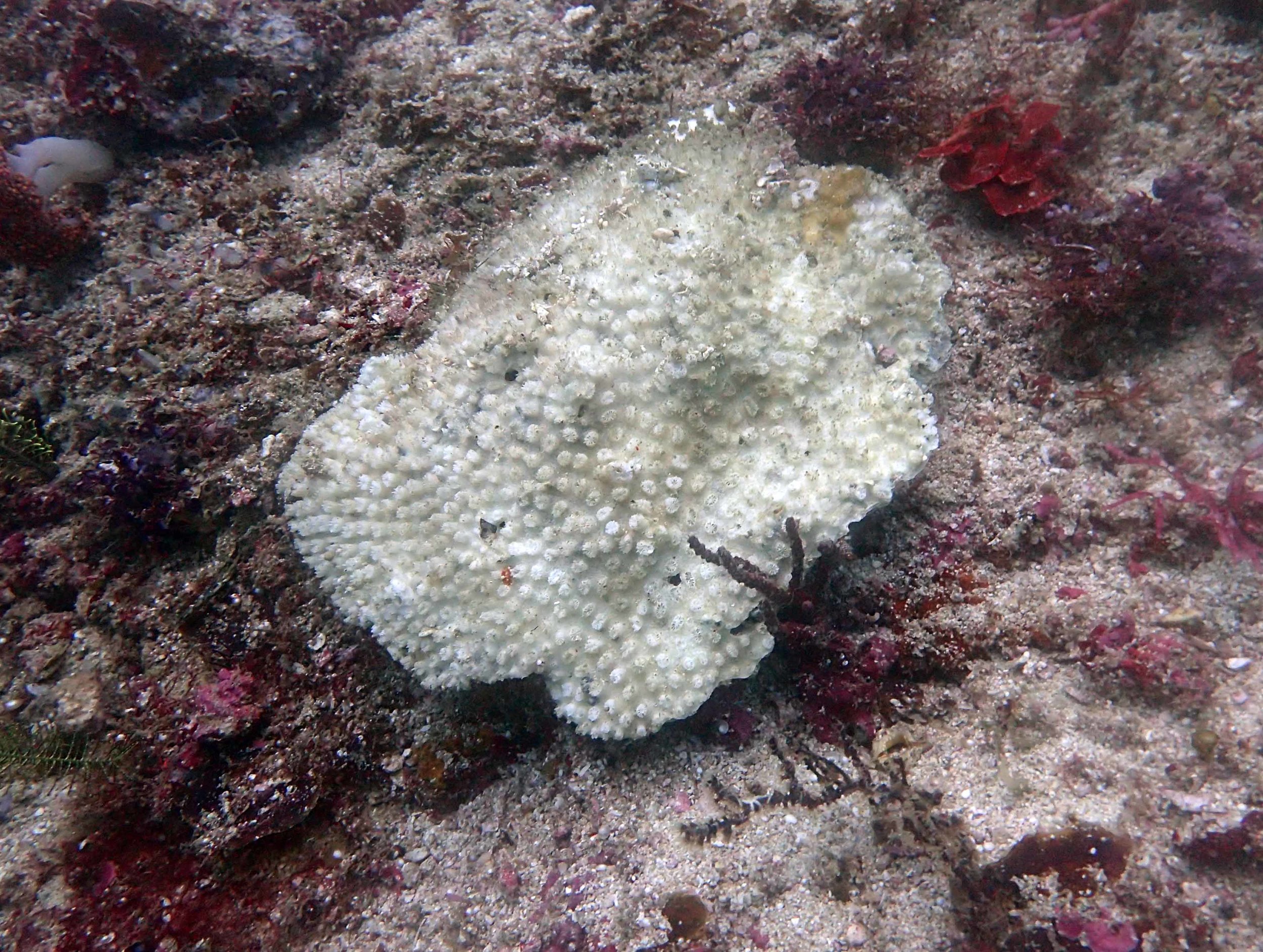 dead coral.jpg