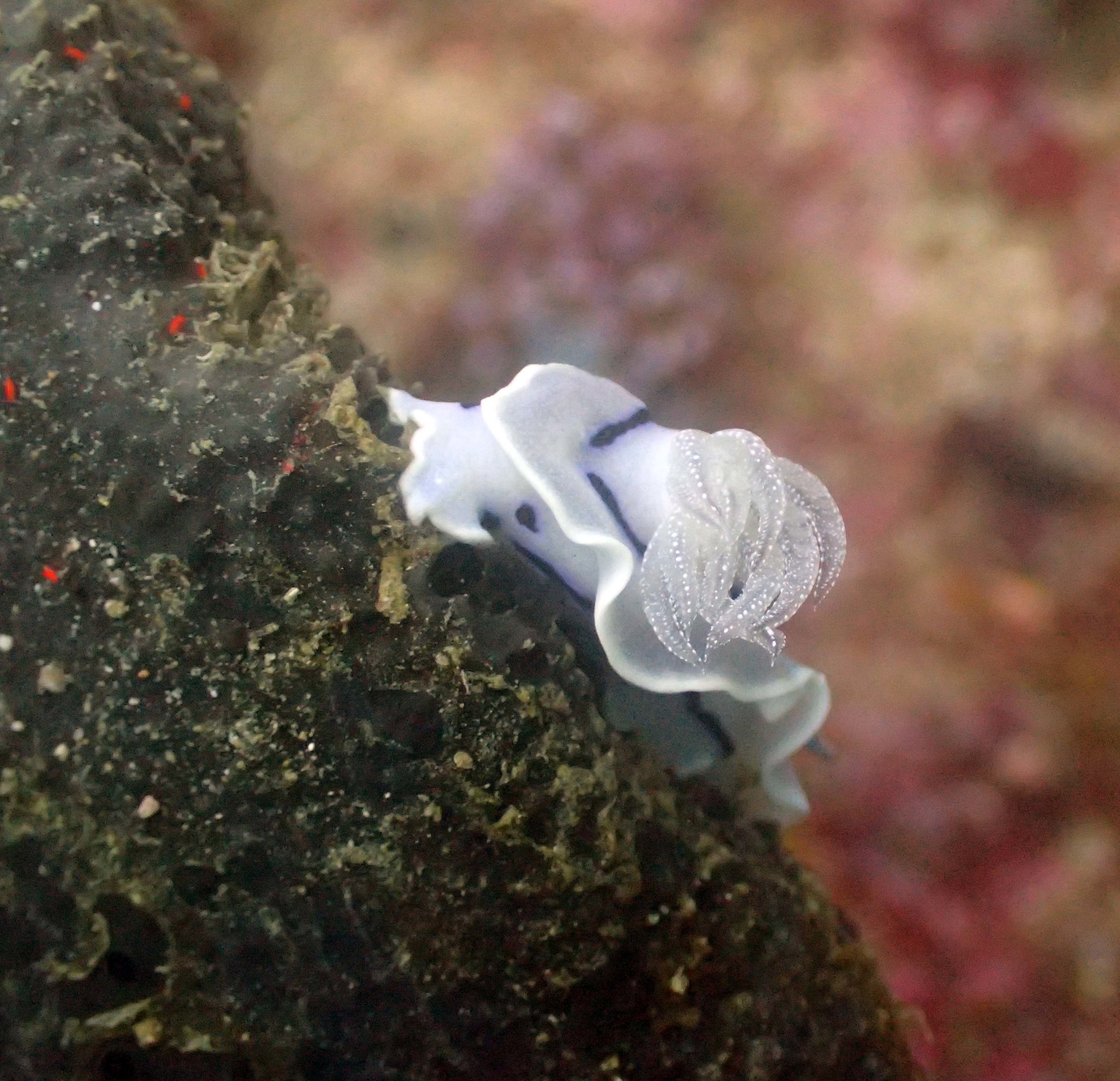 white nudibranch.jpg