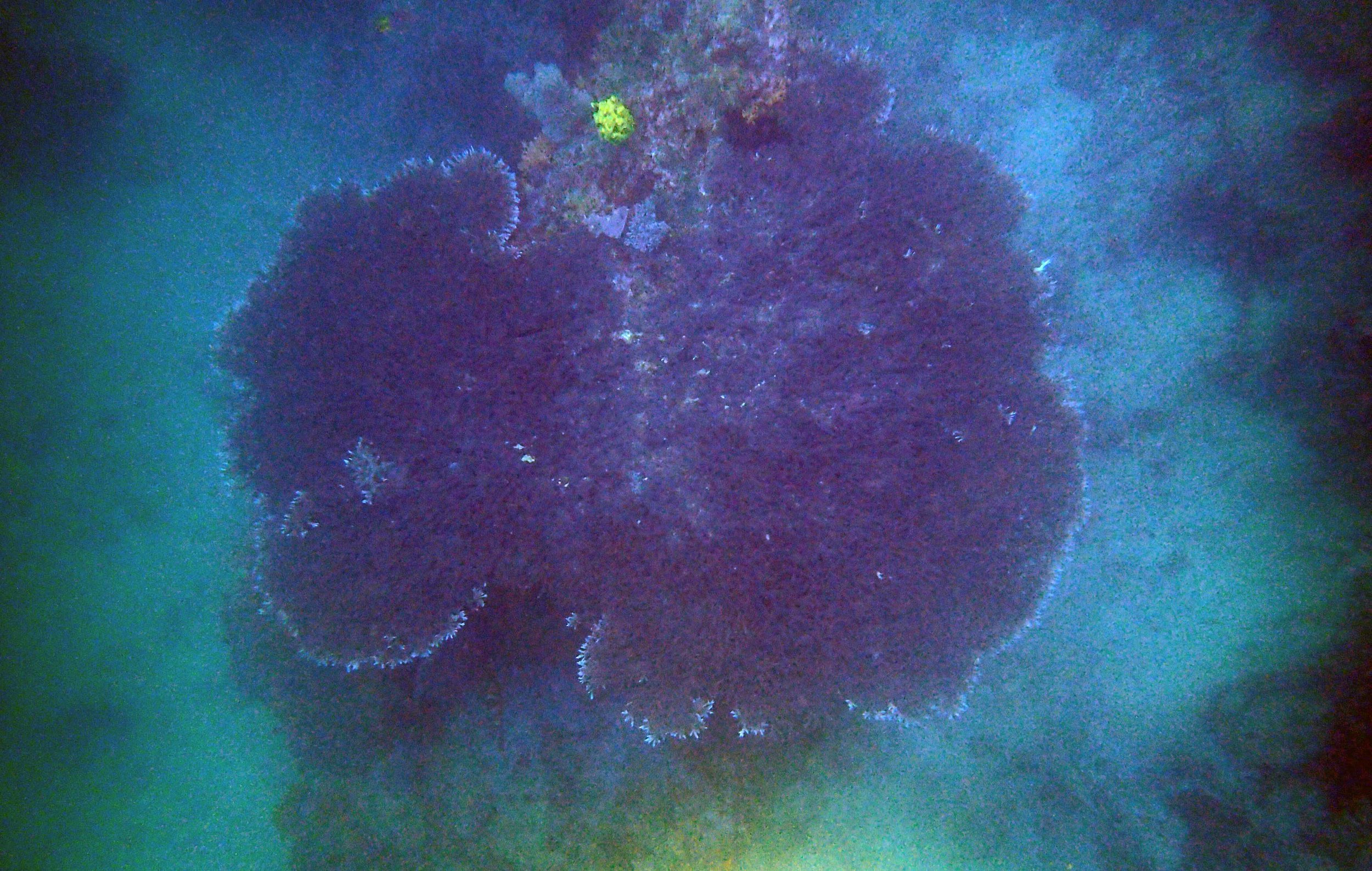 monster Acropora table from above.jpg