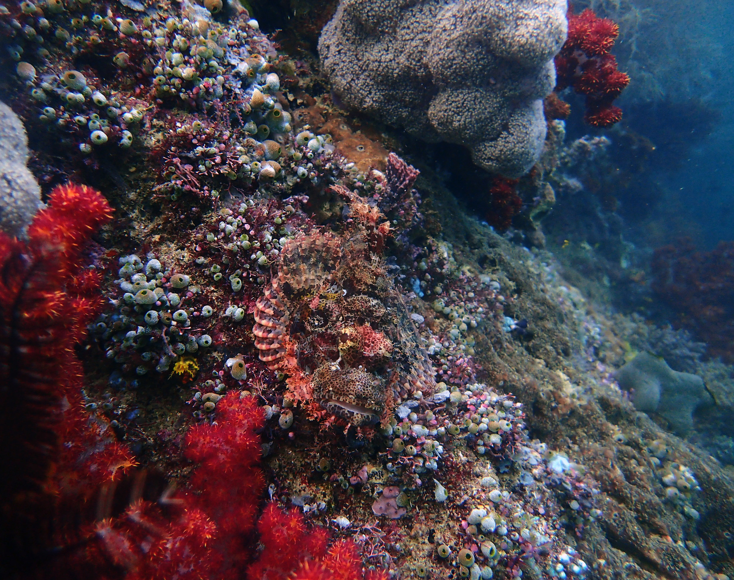 scorpionfish.jpg