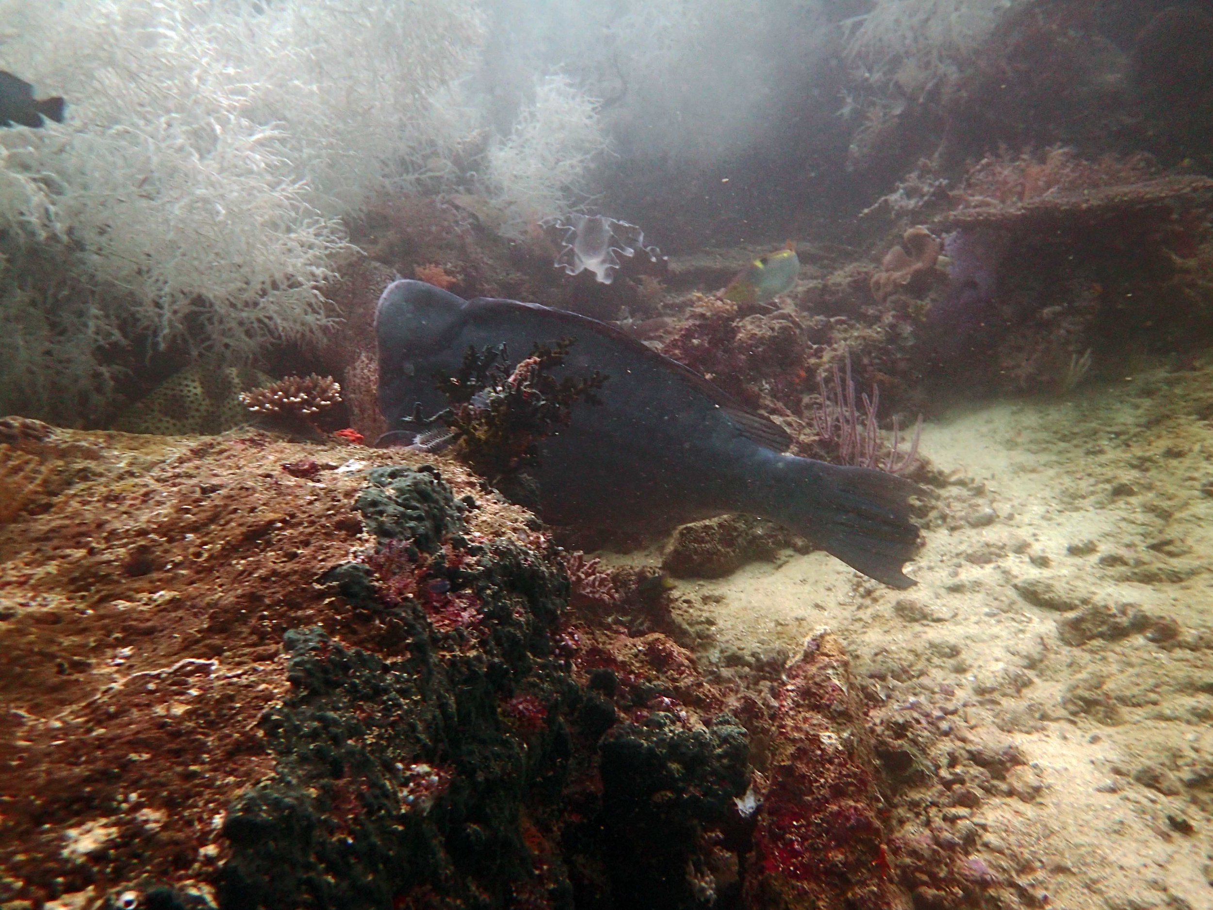 bumphead parrotfish.jpg