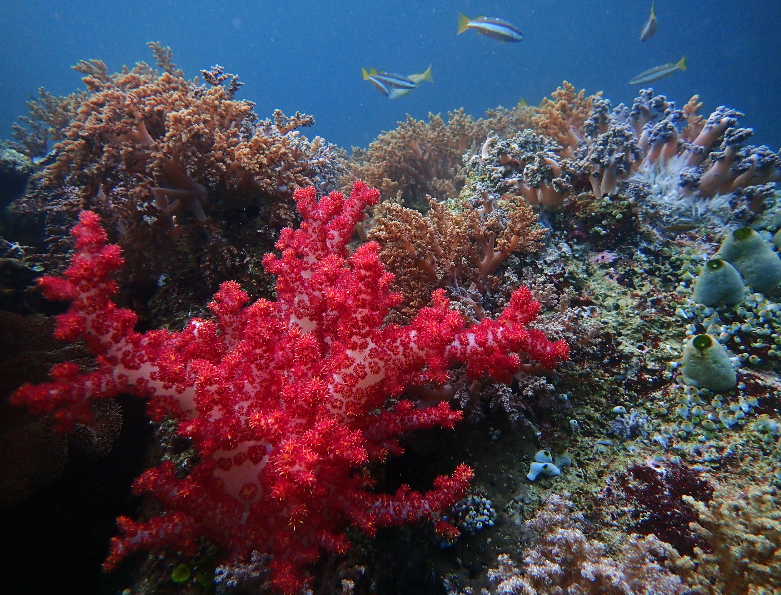 soft corals of Triton Bay.jpg