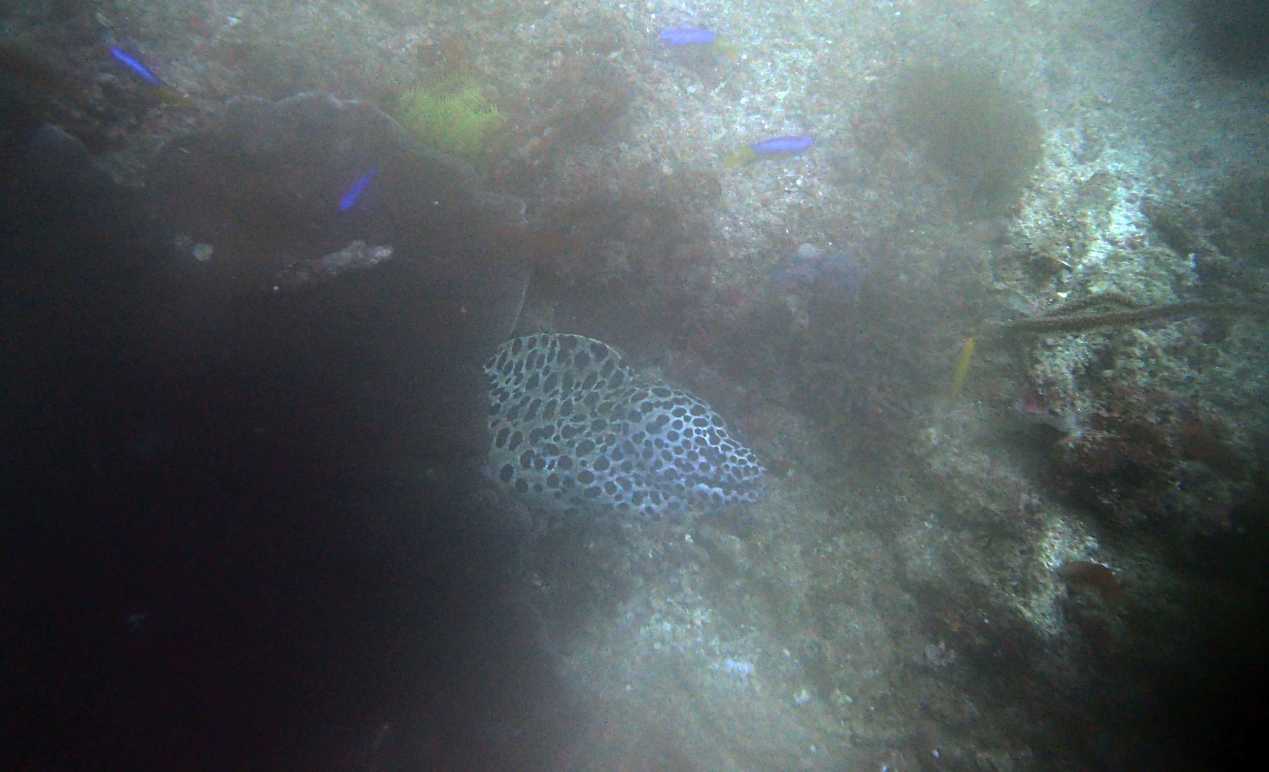 honeycomb eel.jpg