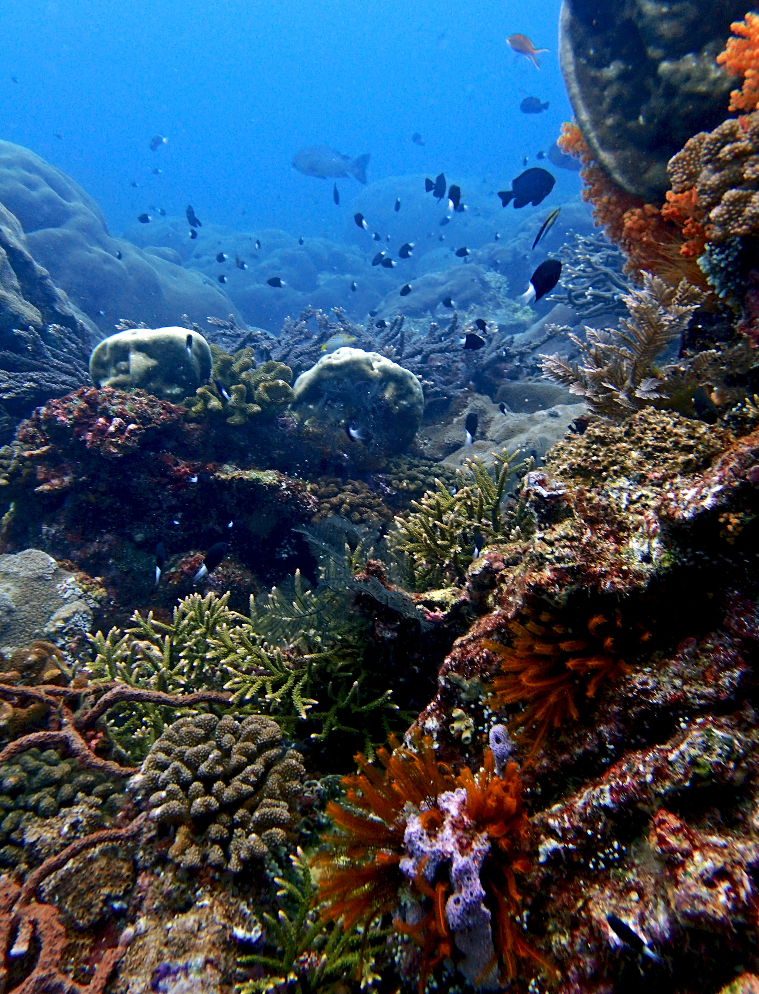 great shot of Coral Paradise.jpg