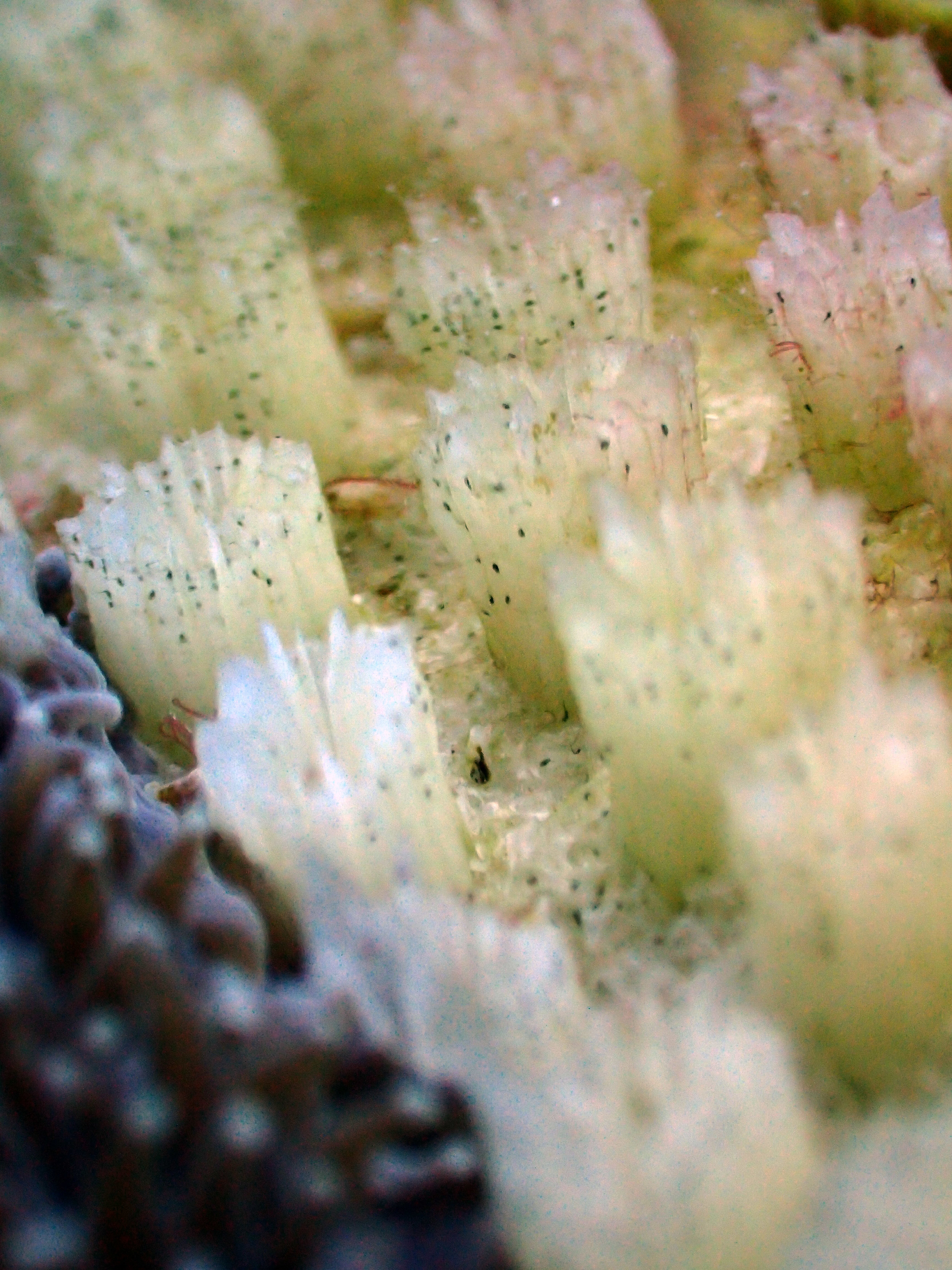 Galaxea coralites.jpg