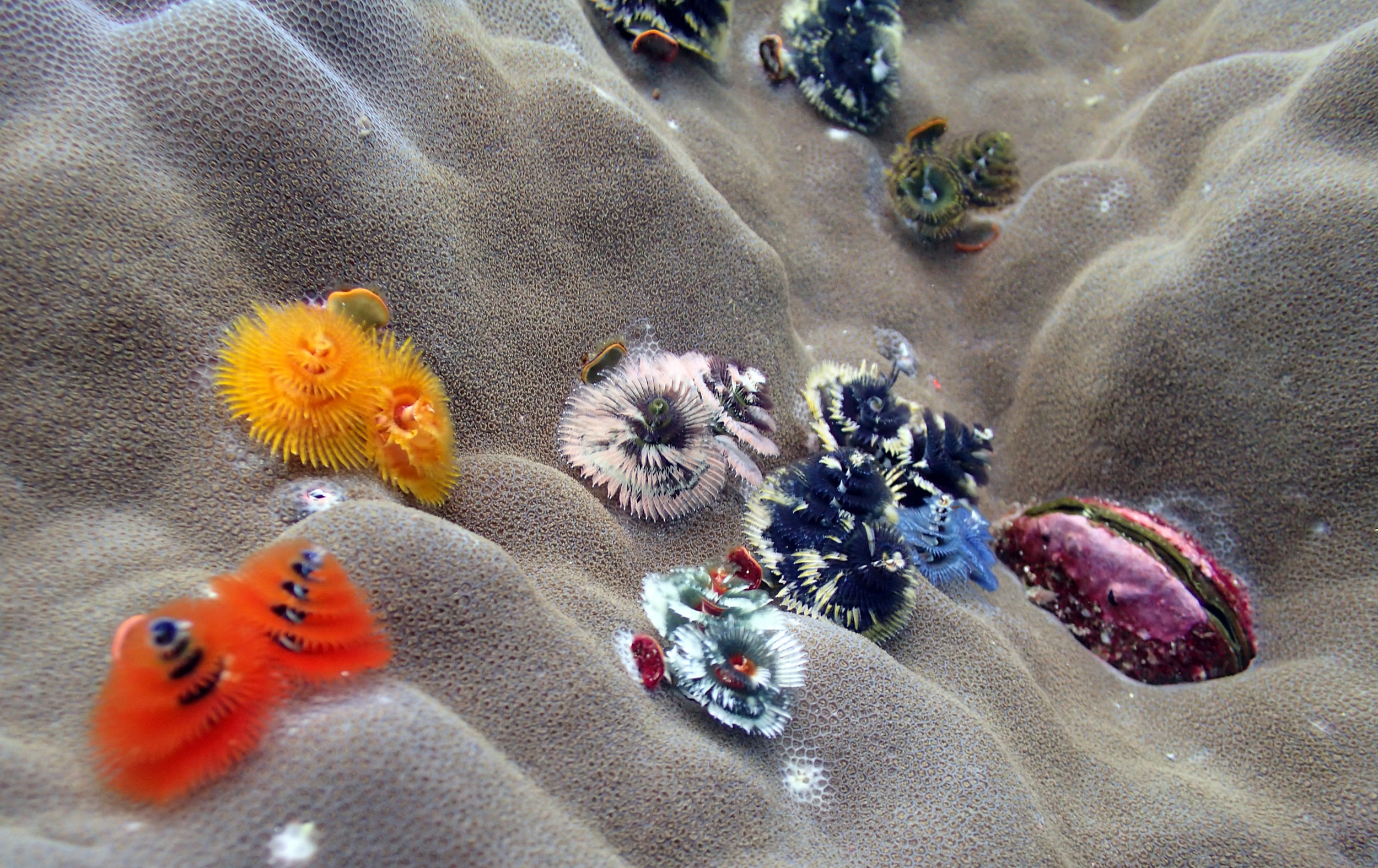 Christmas tree worms.jpg