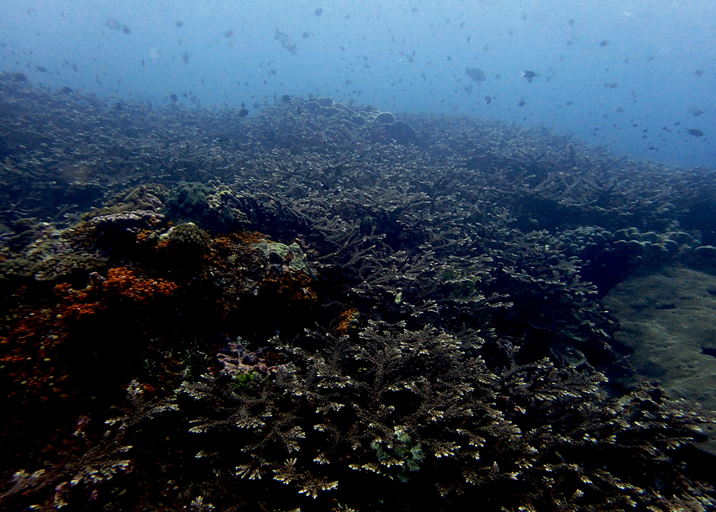 Coral Paradisea-Acropora.jpg