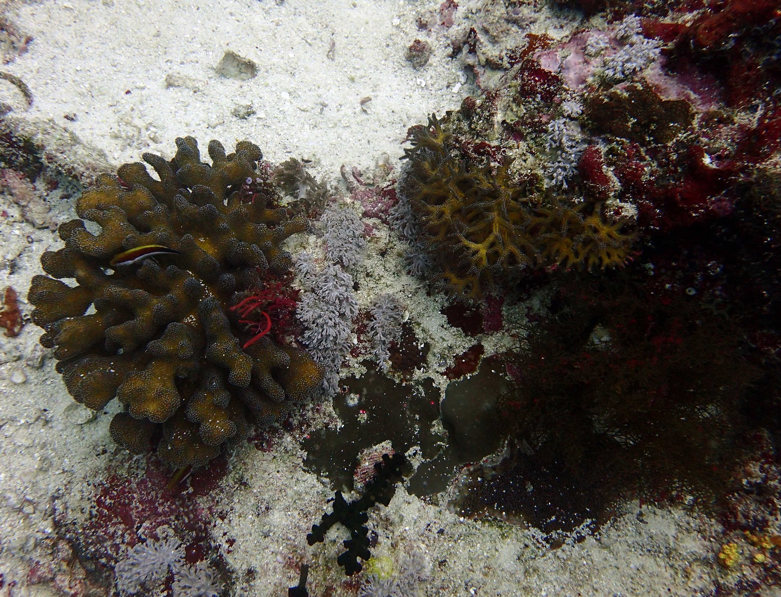 Stylophora and Seriatopora.jpg