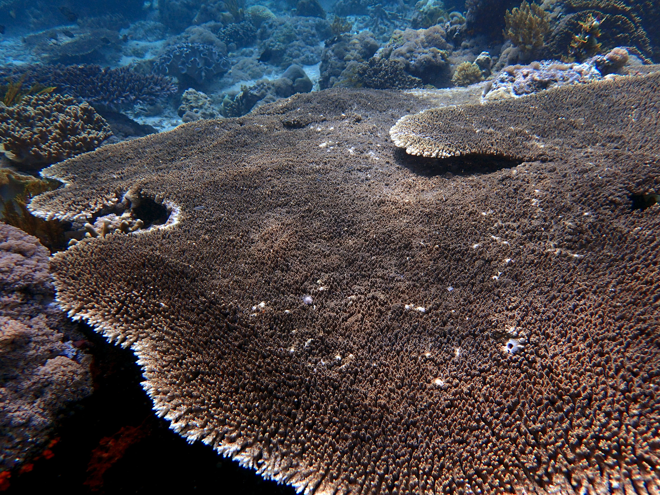 Acropora table.jpg