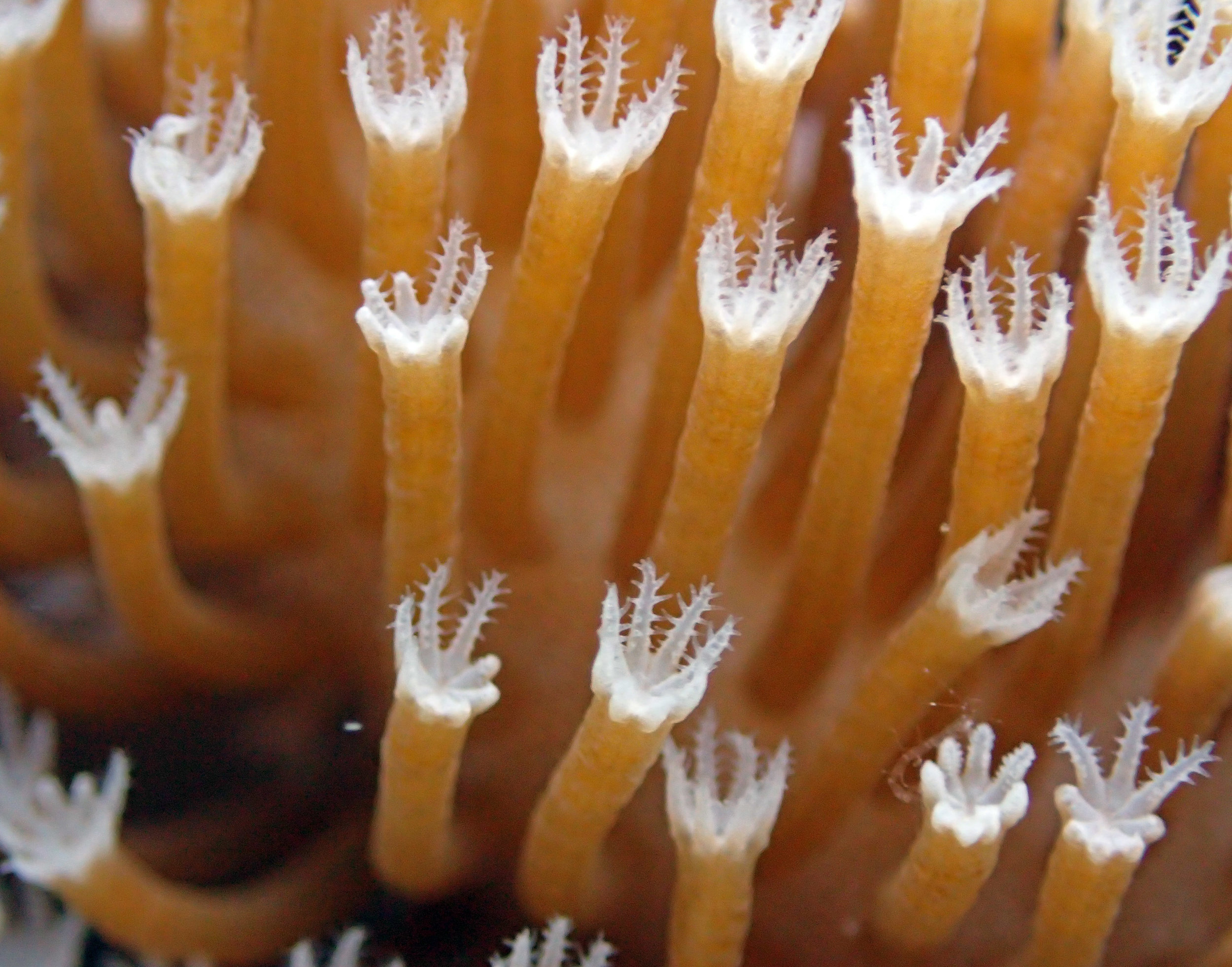 octocoral polyps.jpg