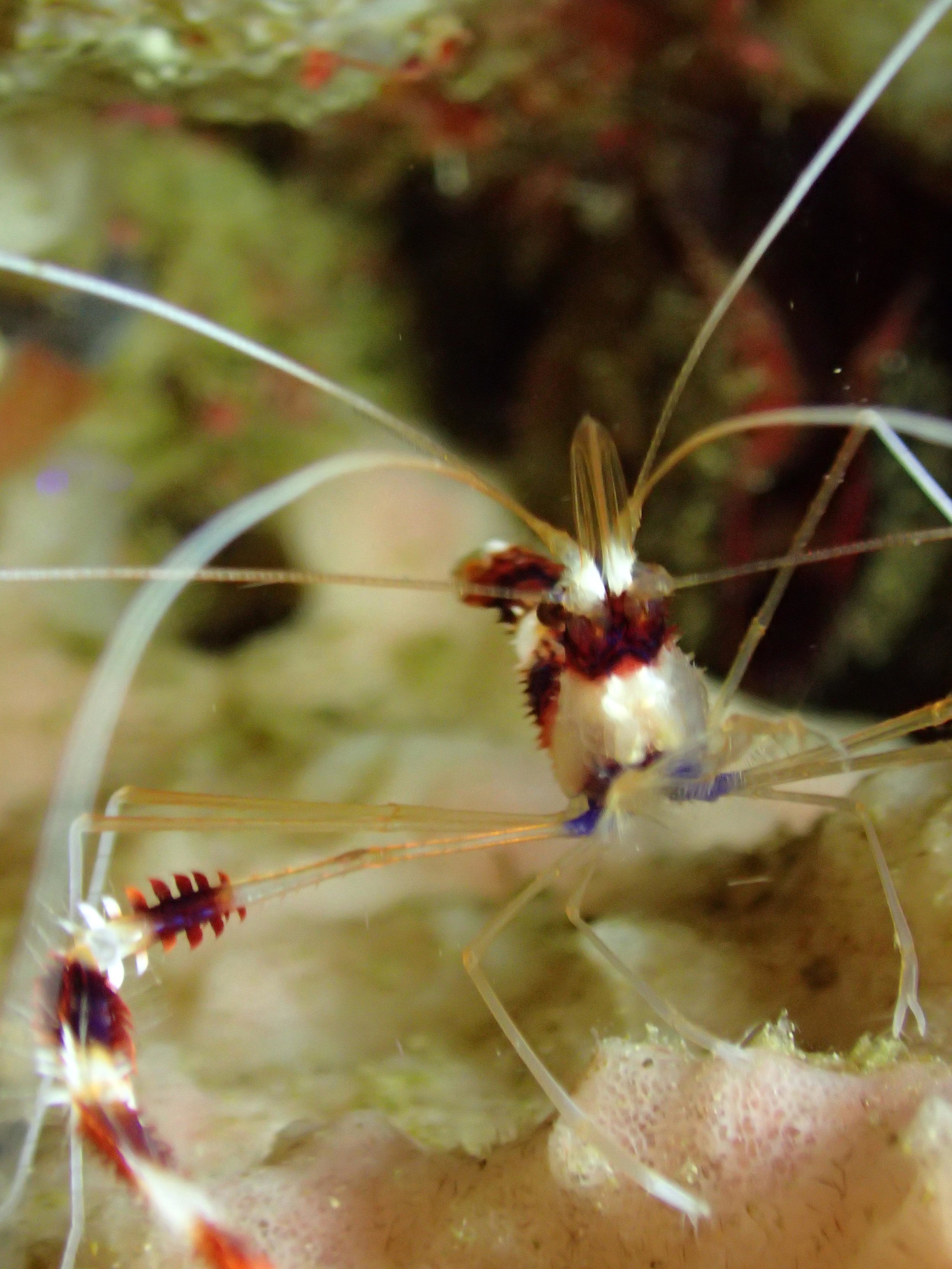 macro shrimp.jpg
