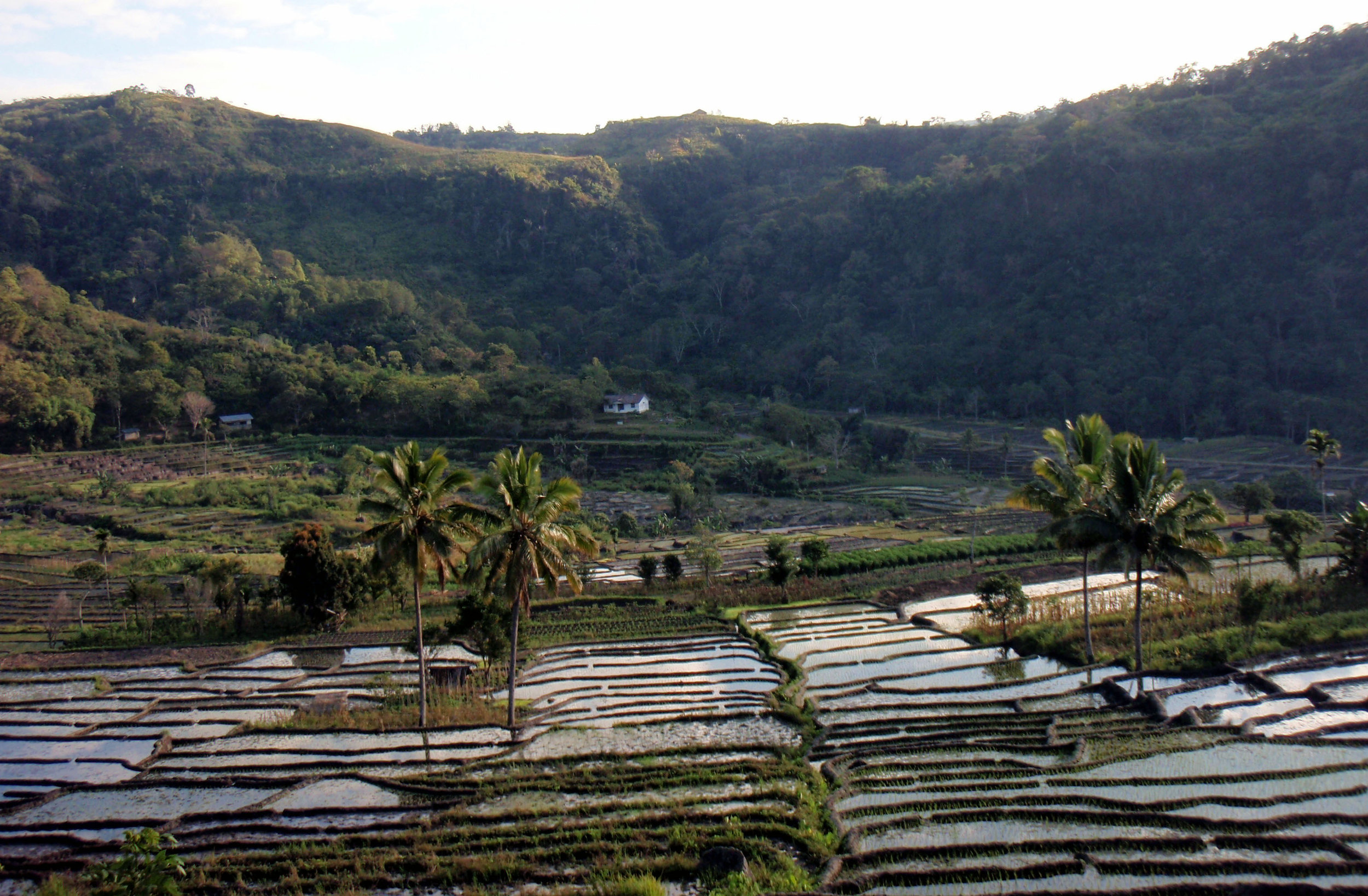 Moni rice terraces.jpg