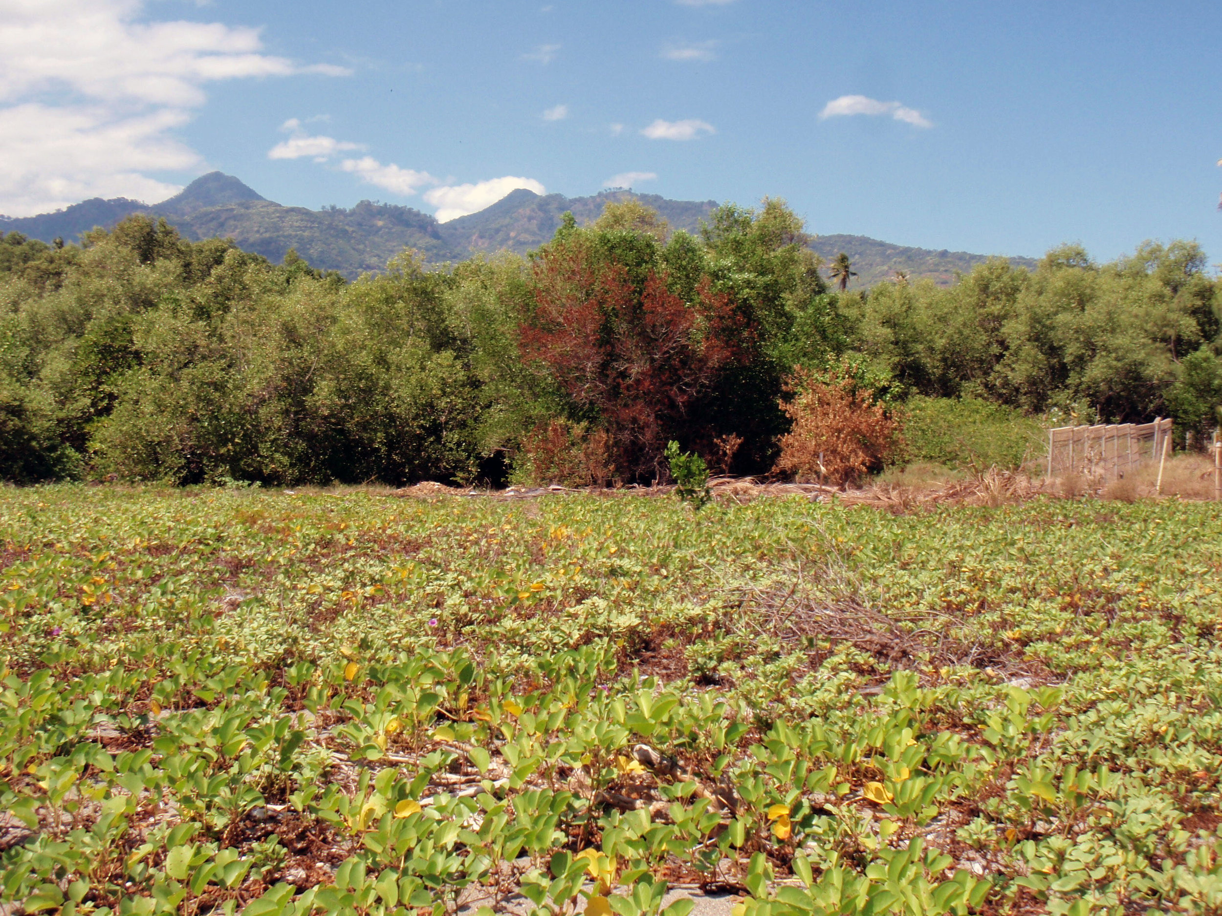 Flores foliage.jpg