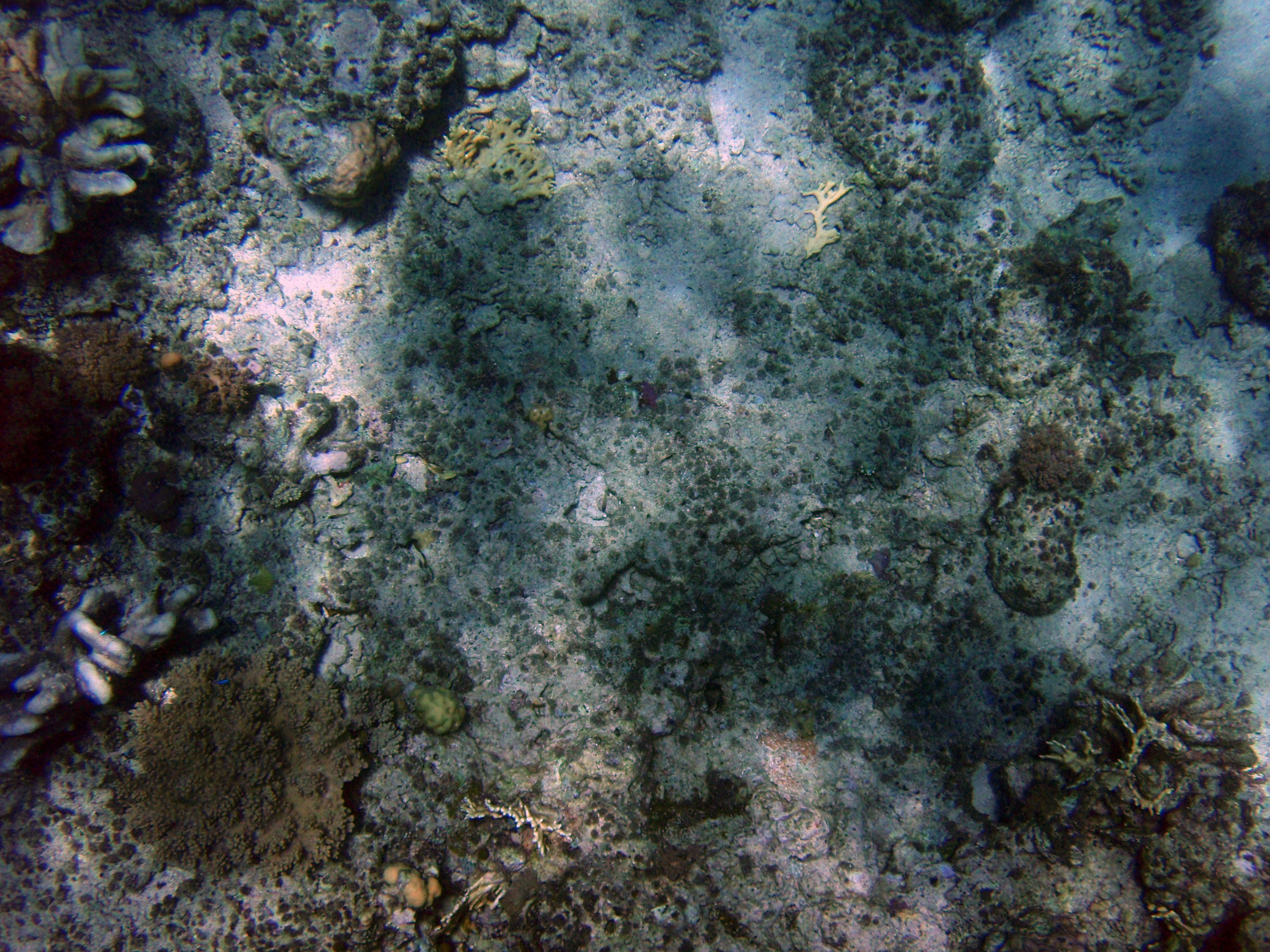 Maumere sea garden in recovery.jpg