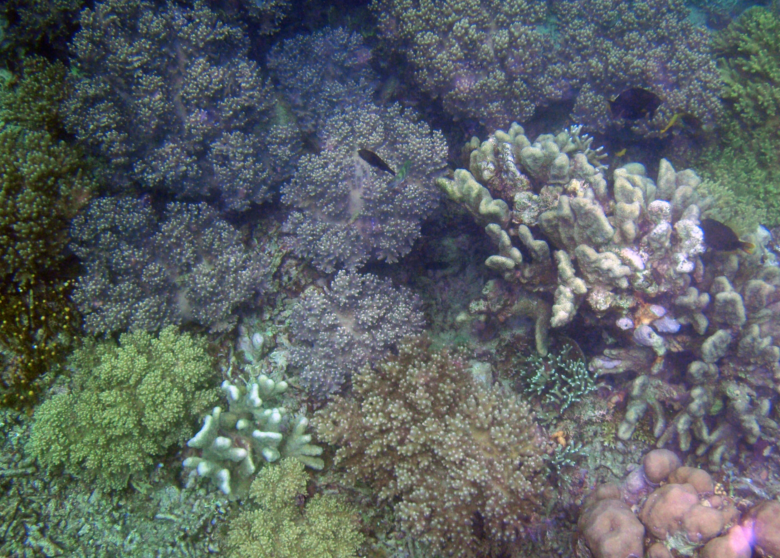 more corals.jpg