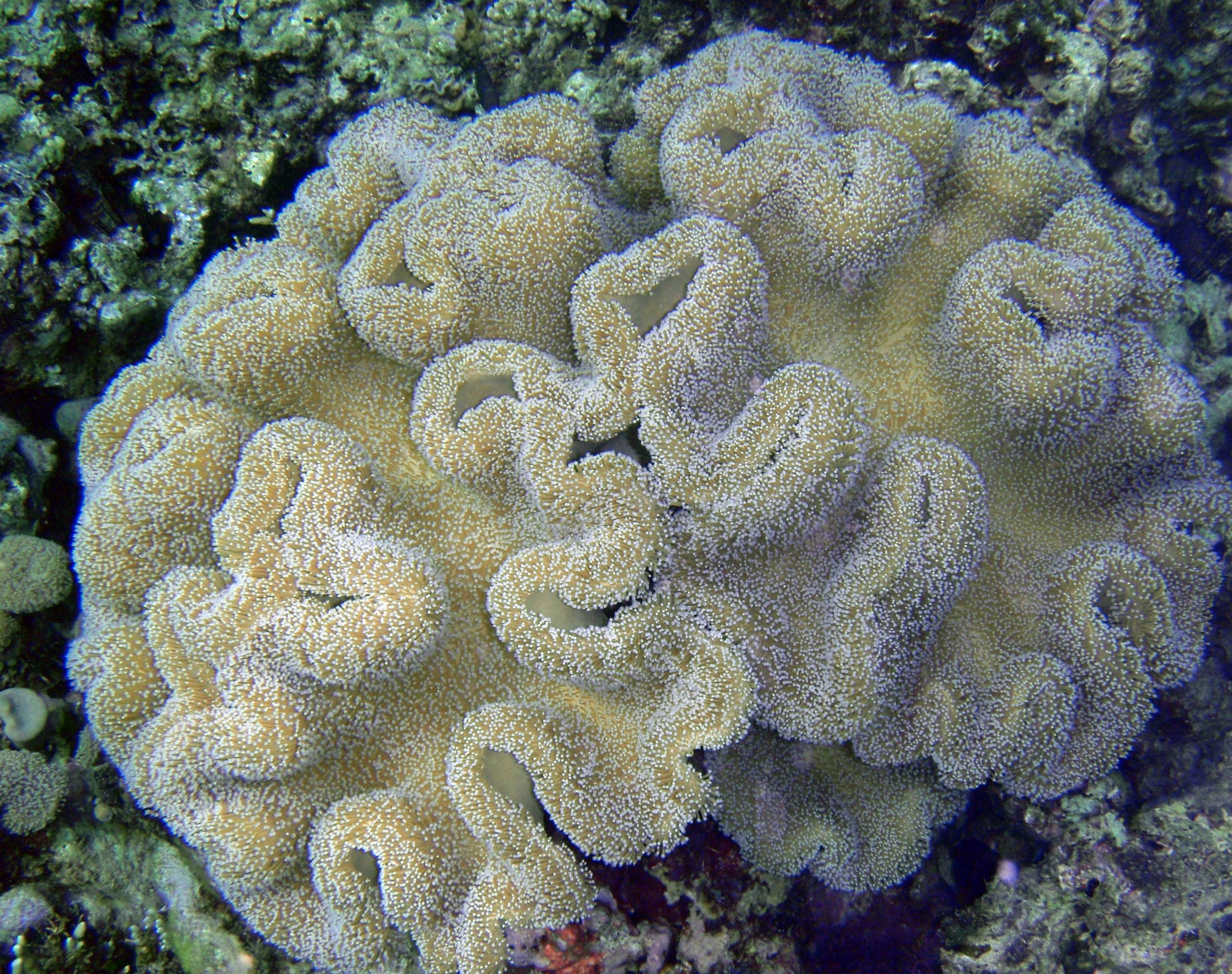 best soft coral.jpg