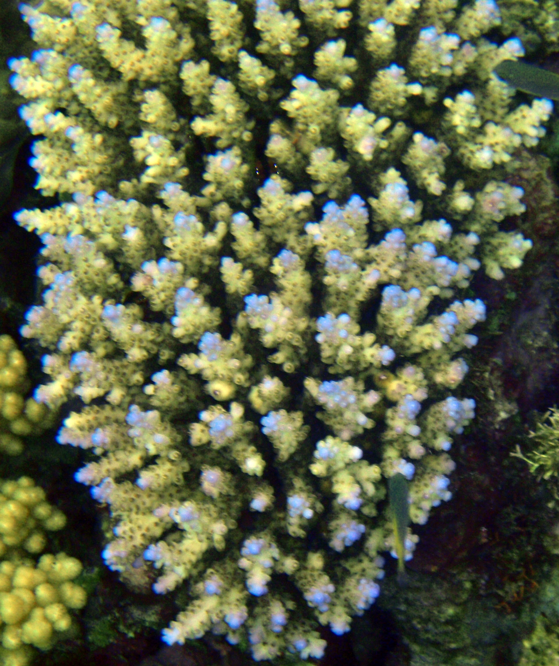 Acropora macro.jpg