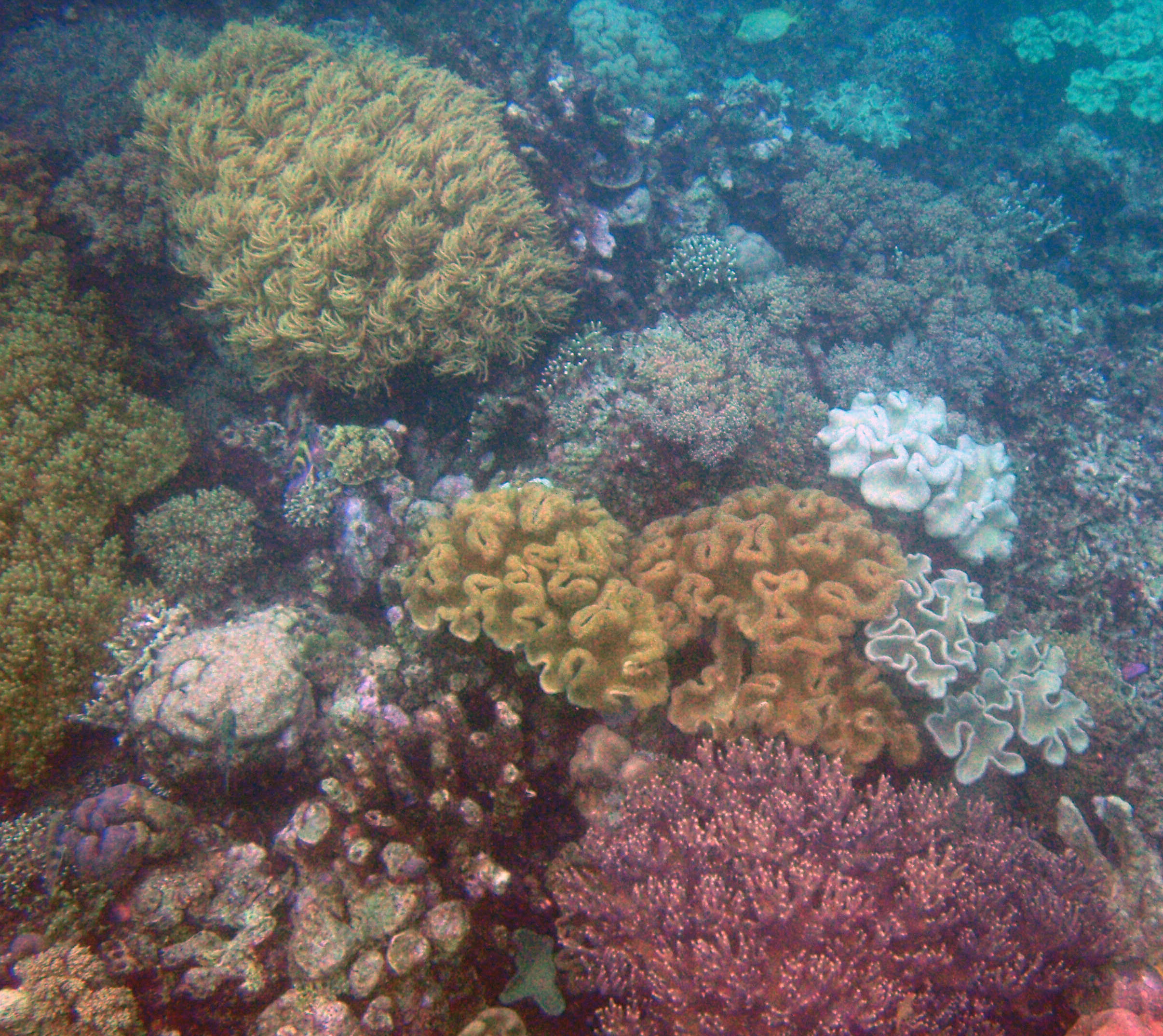 coral garden 2.jpg