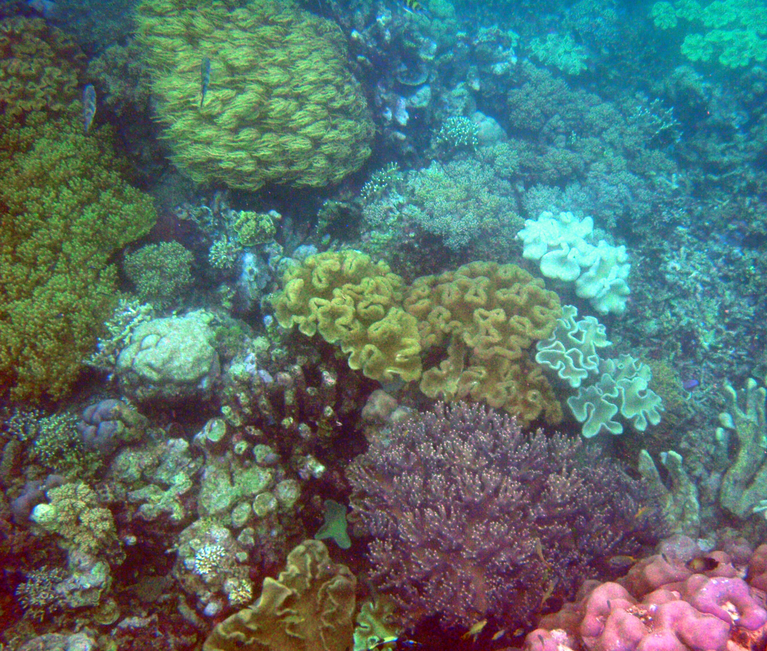 coral garden.jpg