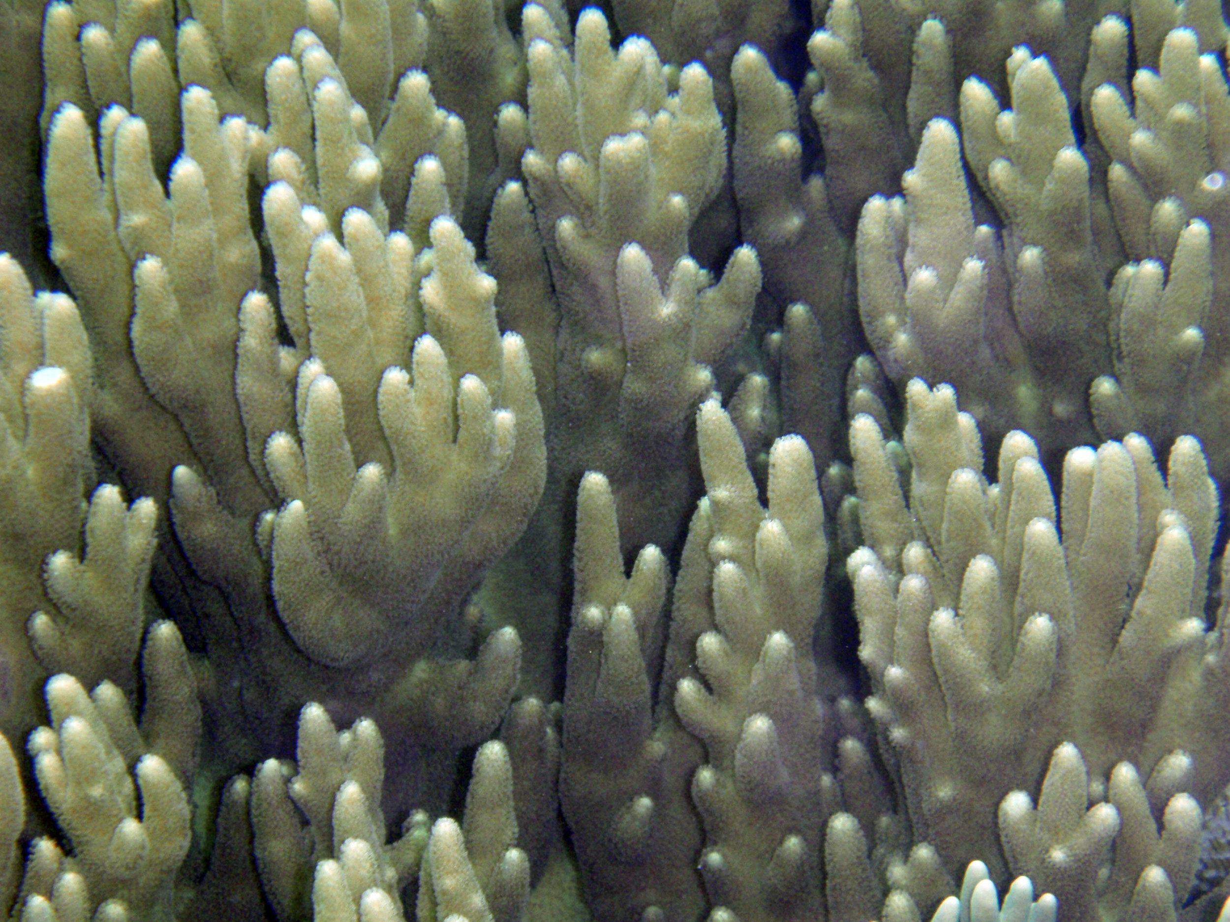 soft corals.jpg