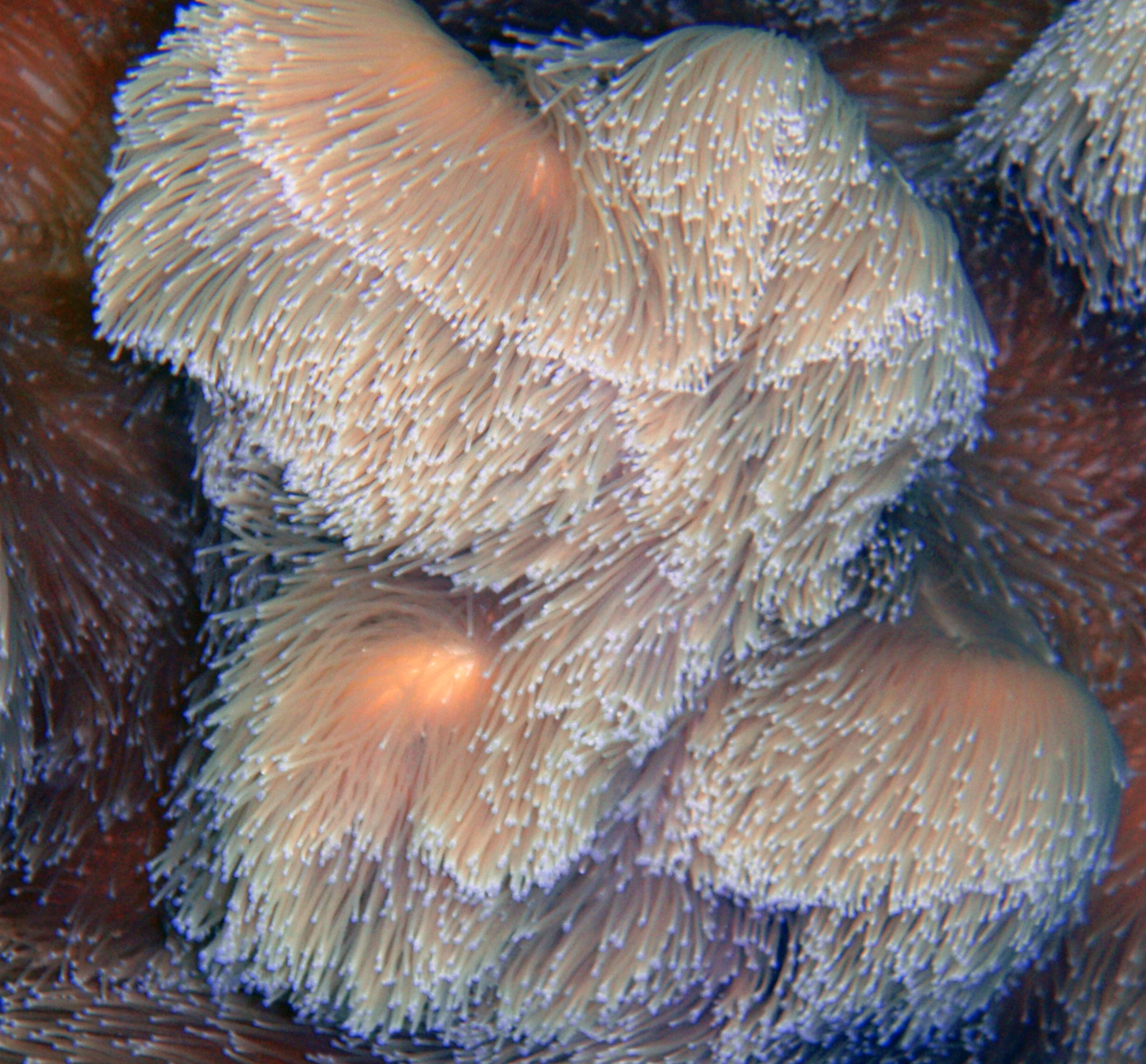 Riung area soft corals.jpg