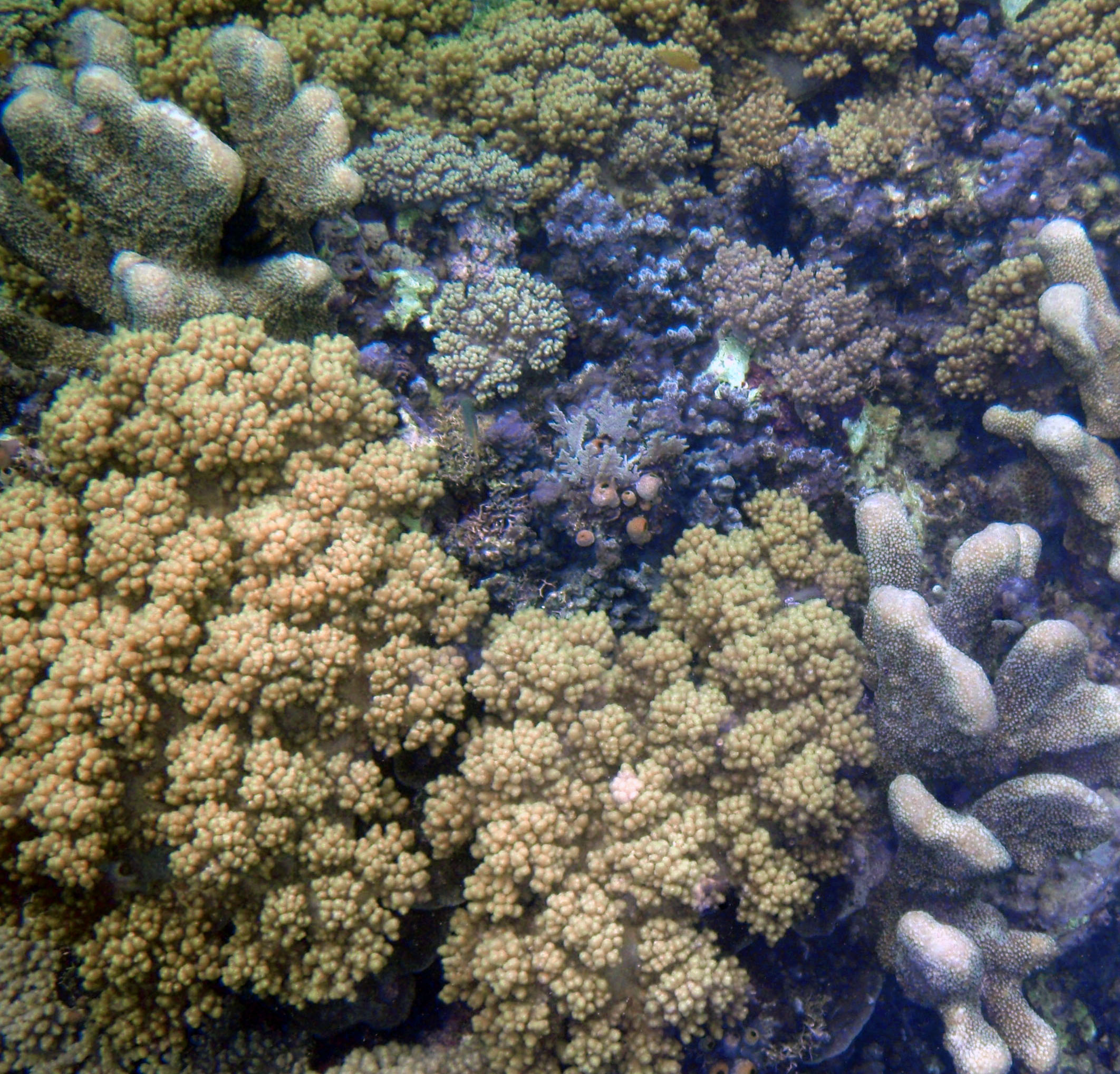 Riung area corals.jpg