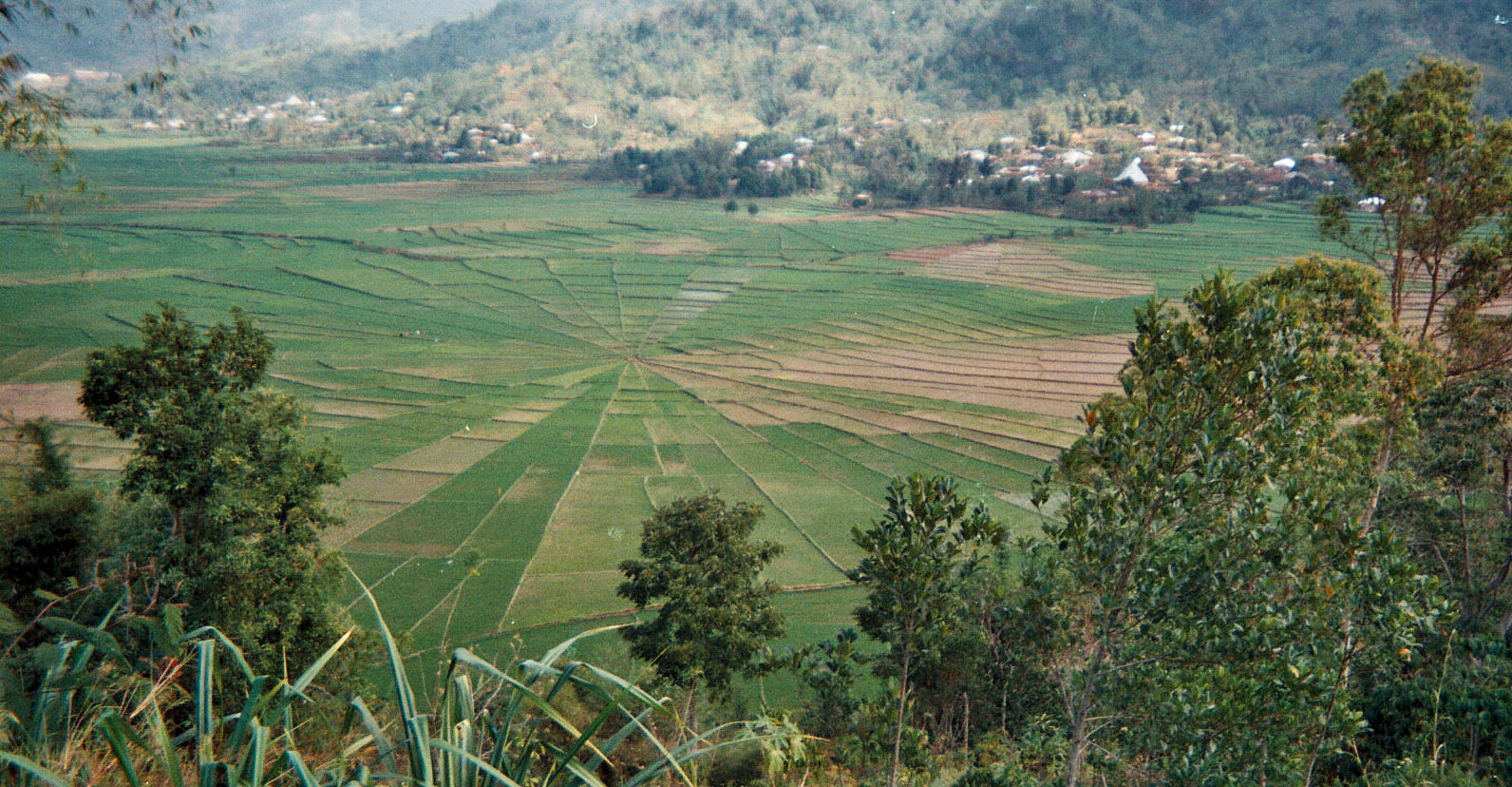 Indonesia crop circle.jpg