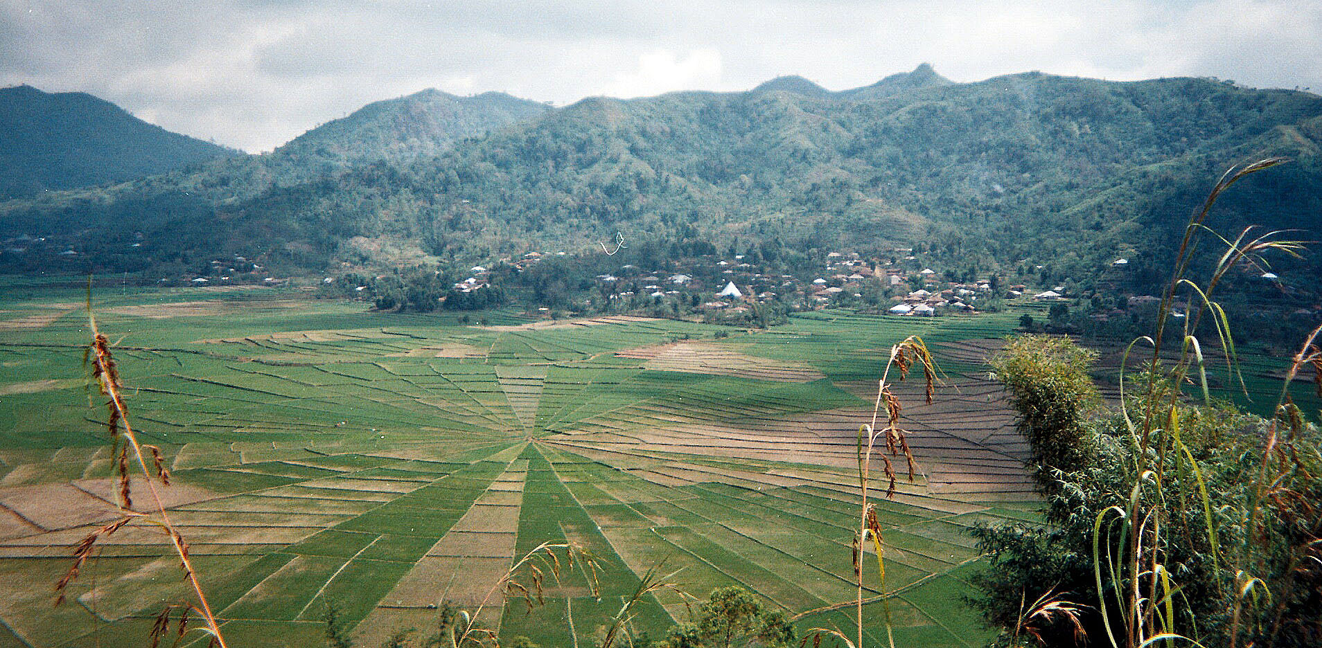 spiderweb rice terrace.jpg