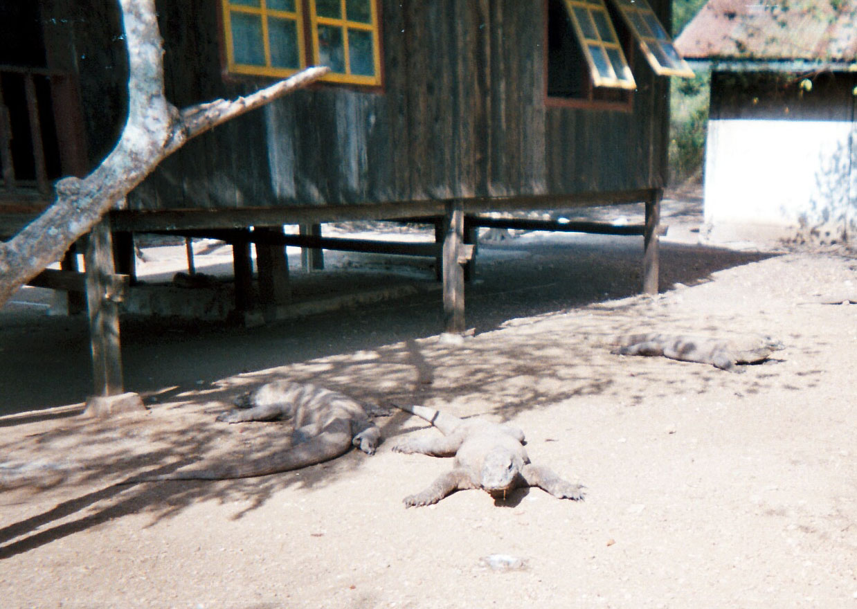 dragon suntan.jpg
