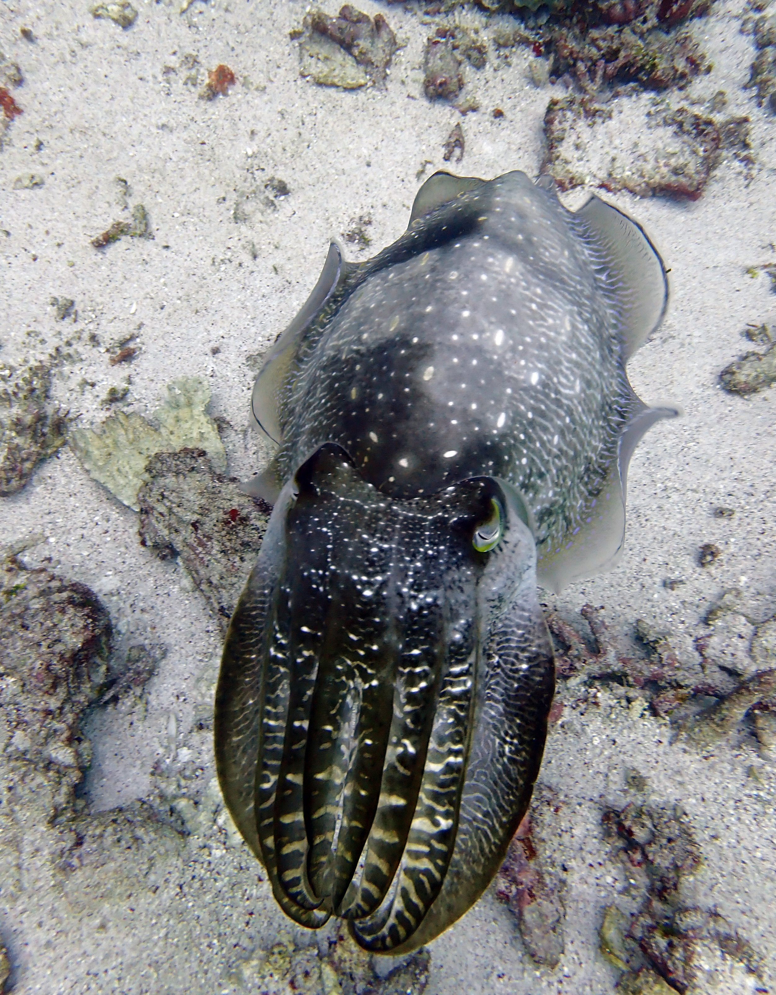 cuttlefish 2.jpg