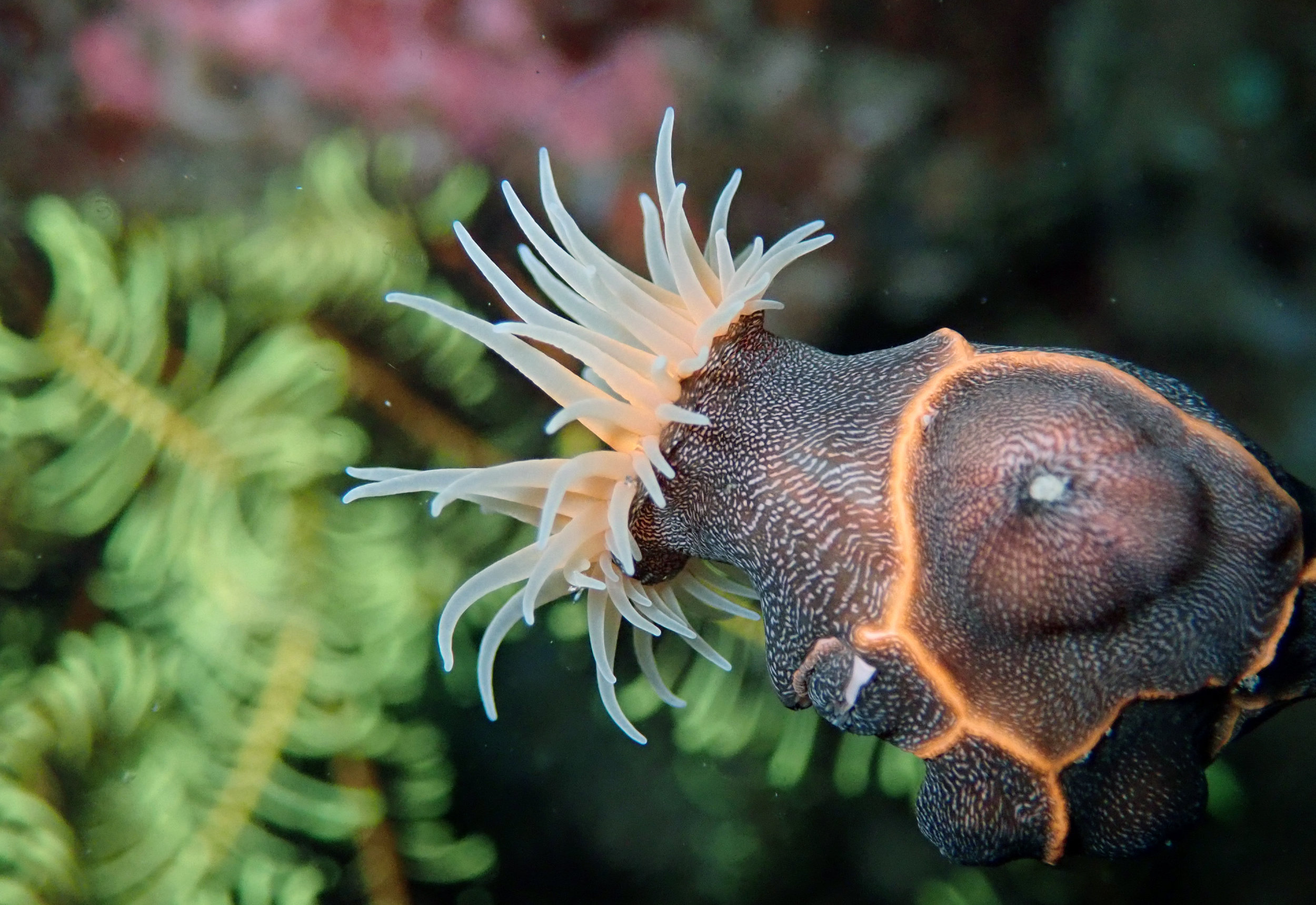 leopard anemone.jpg