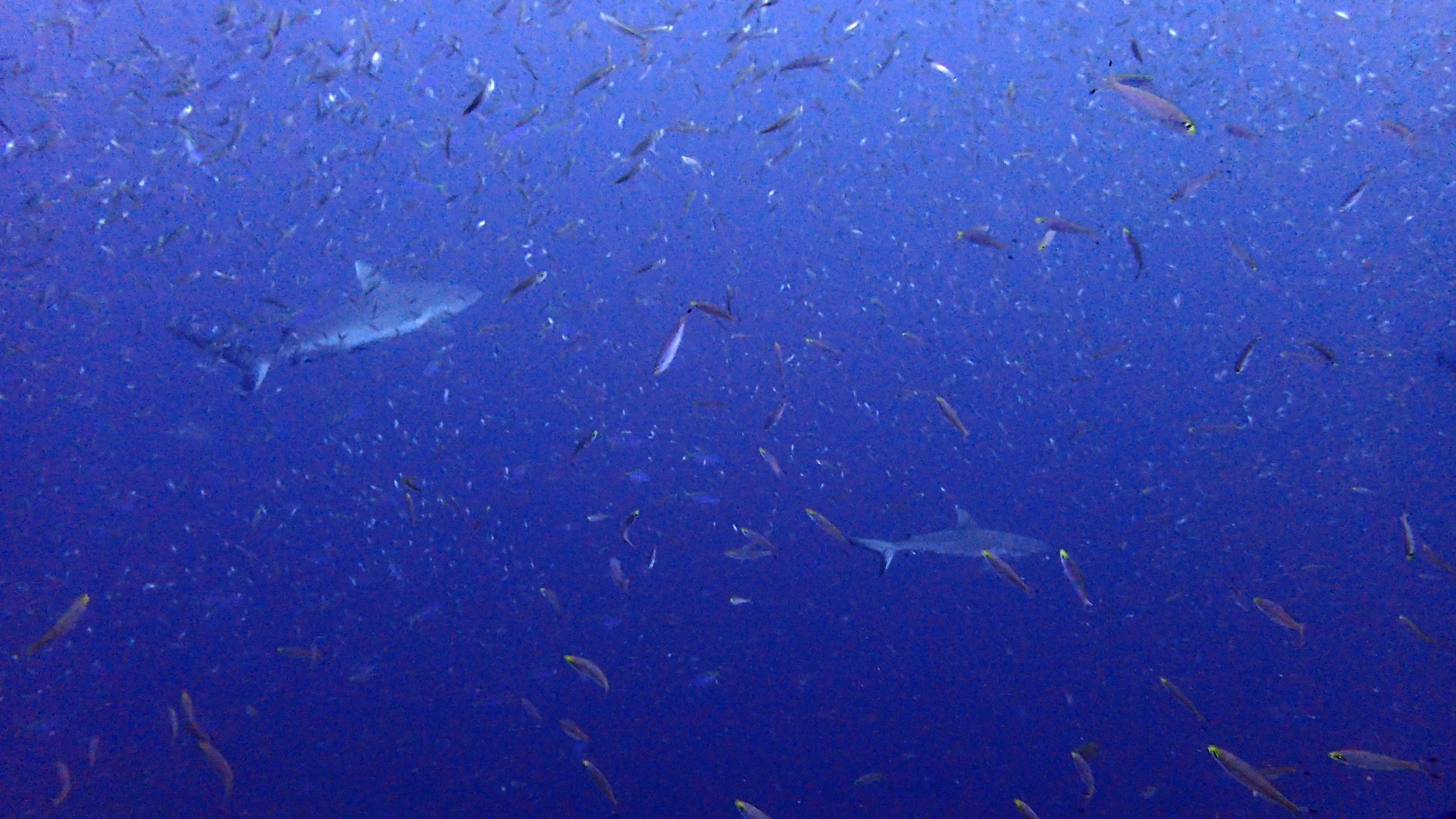 sharks.jpg