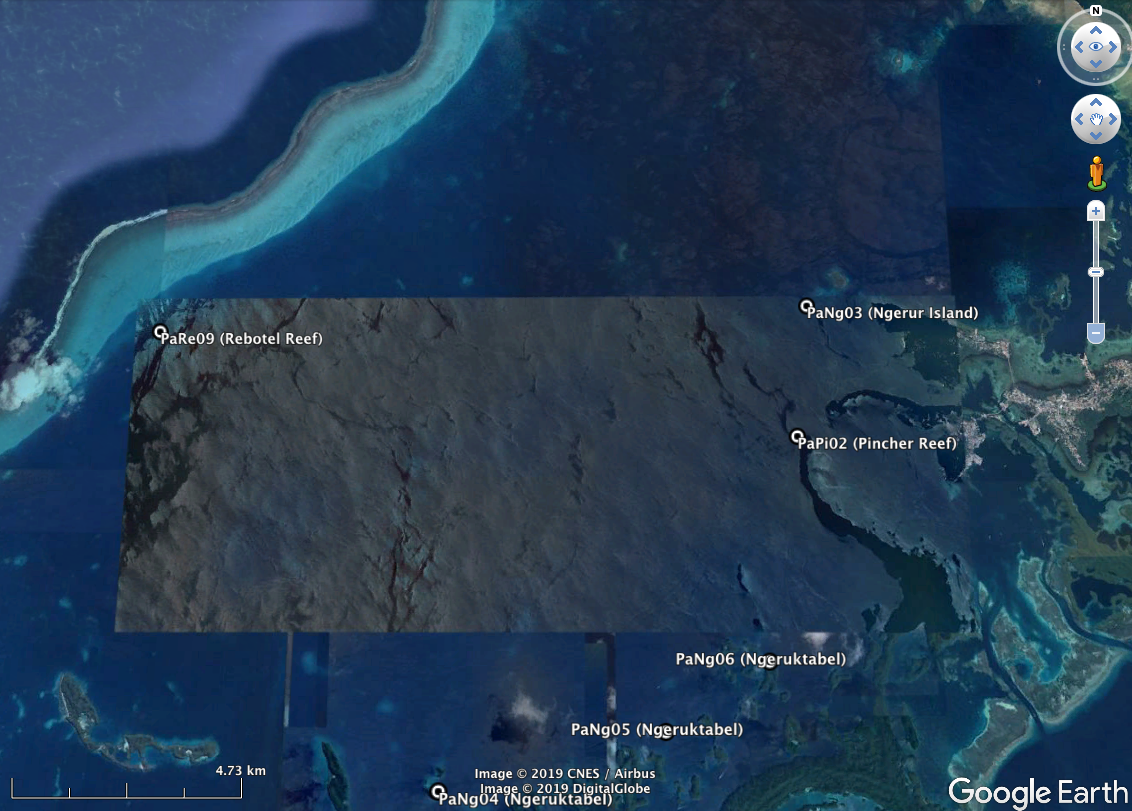 Rebotel Reef (PaRe09). Please note that GPS coordinates for all sites can be found on the “ Palau overview ” page.