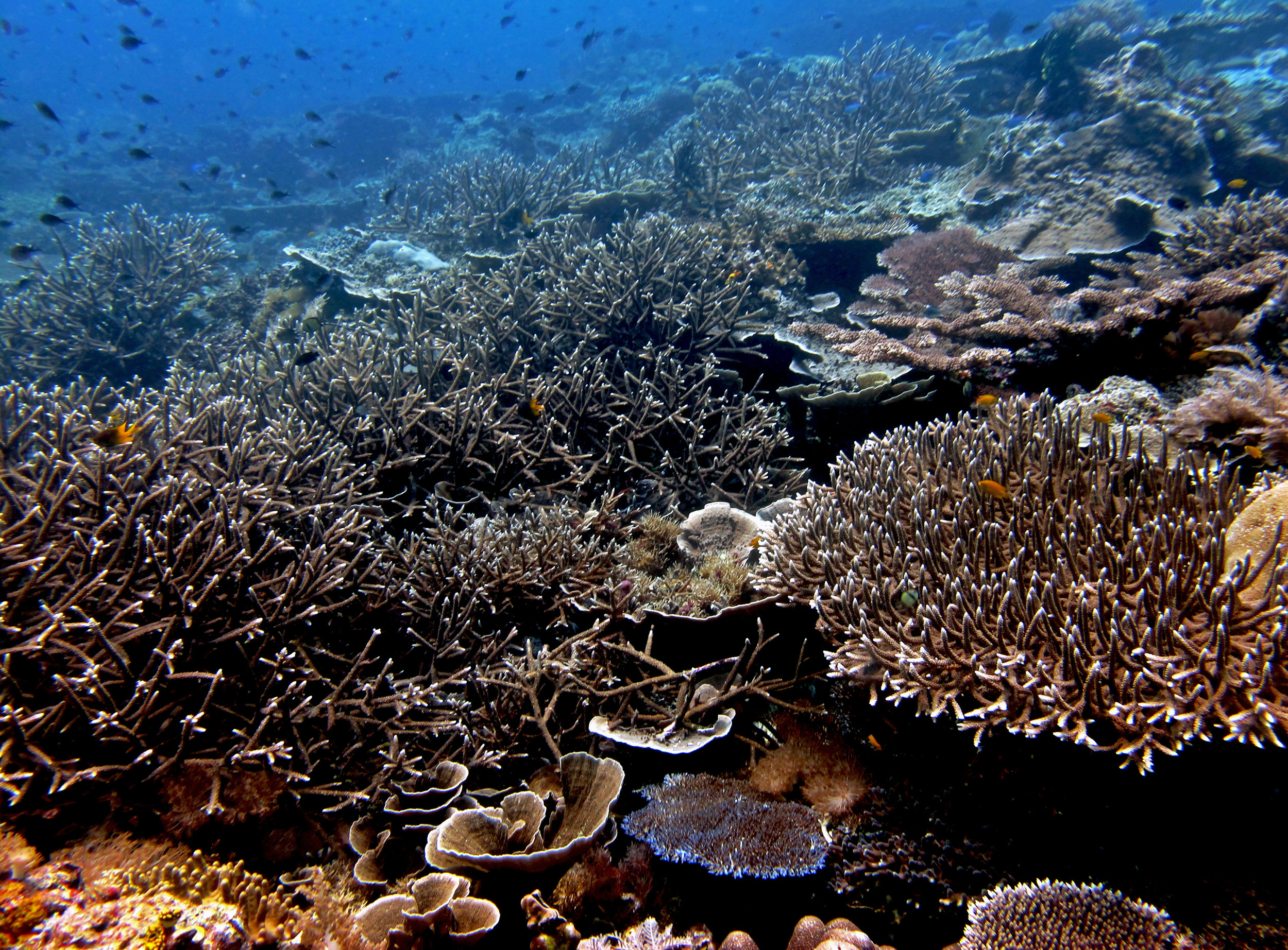 great Raja Ampat shot.jpg