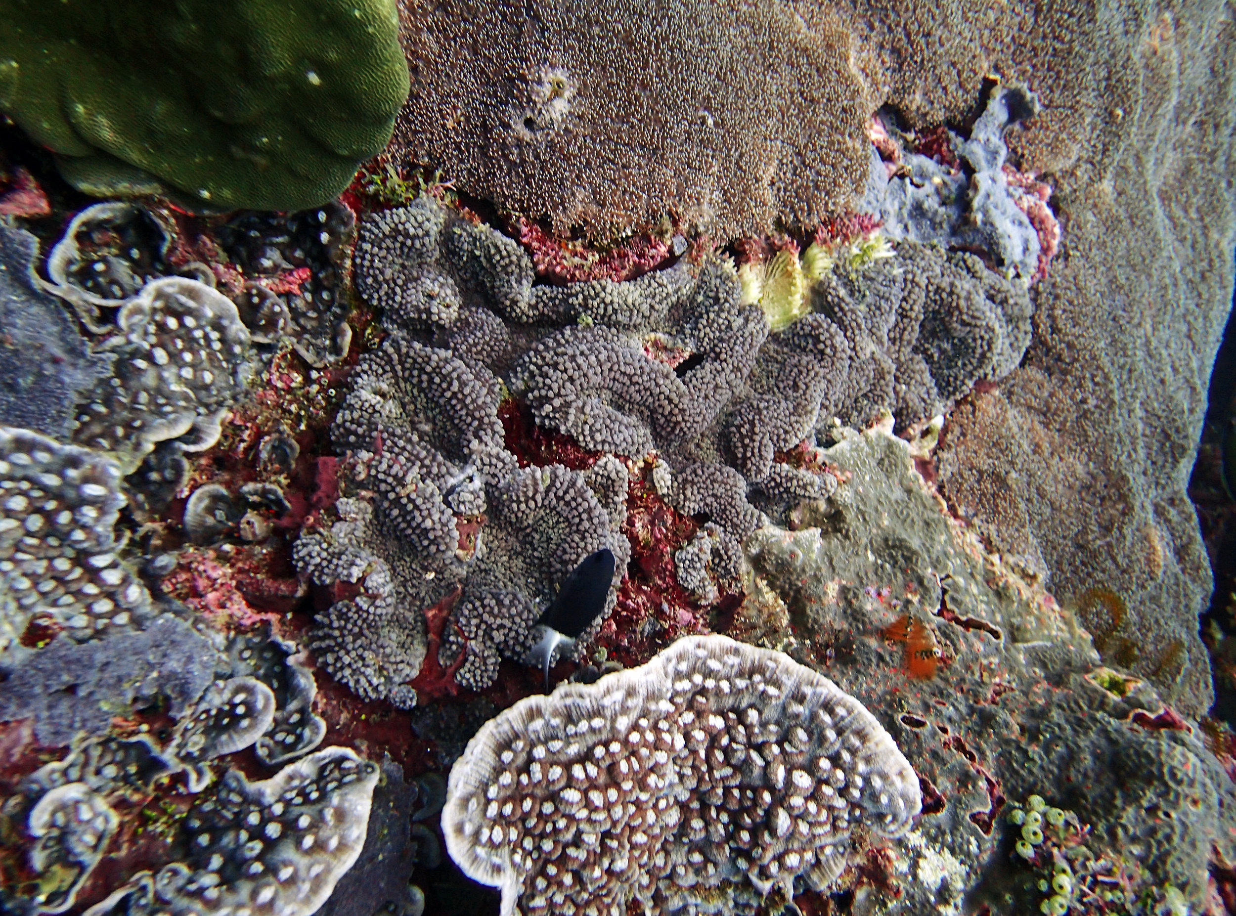 coral carpet.jpg