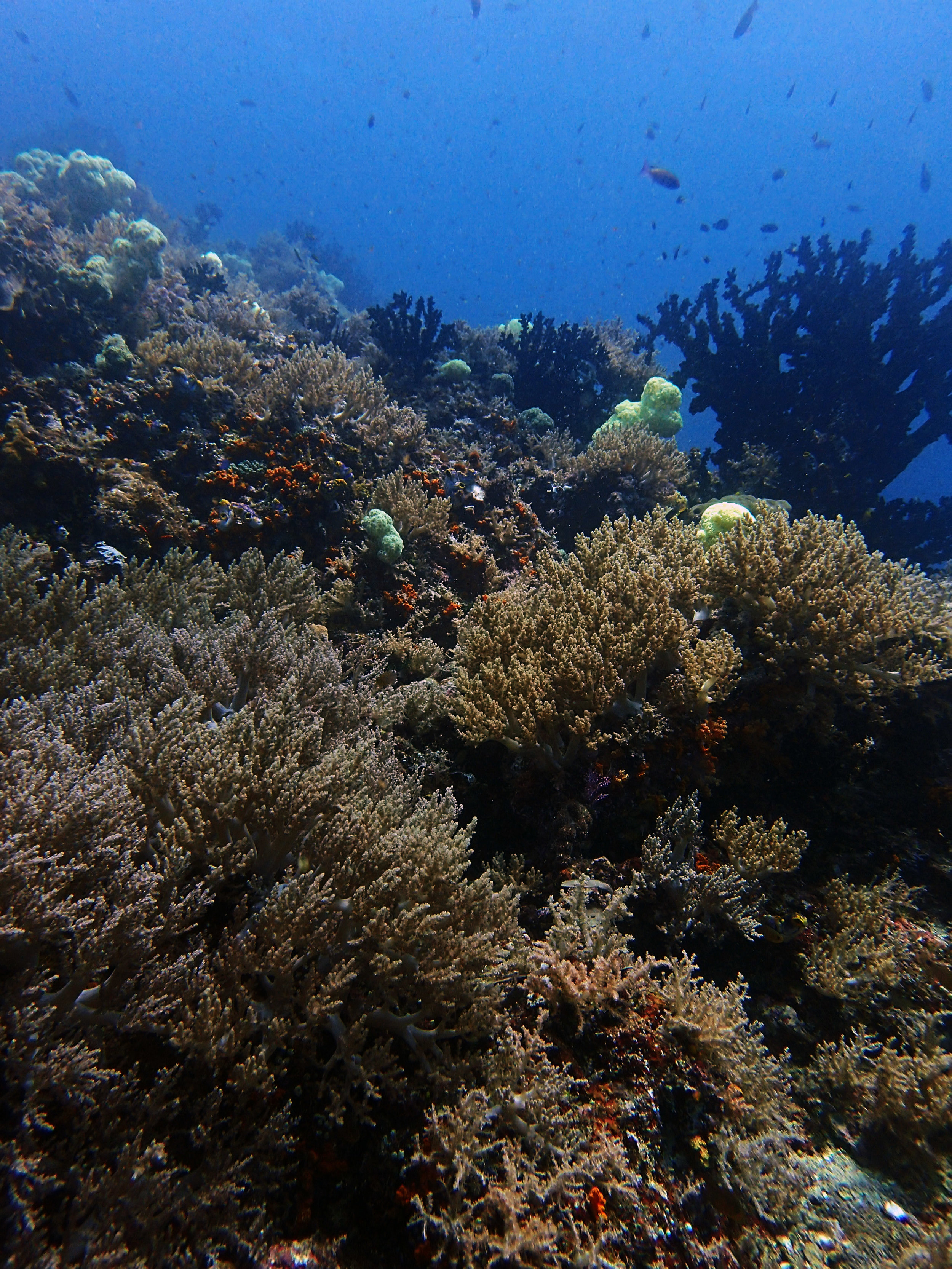Nudi Rock soft corals.jpg