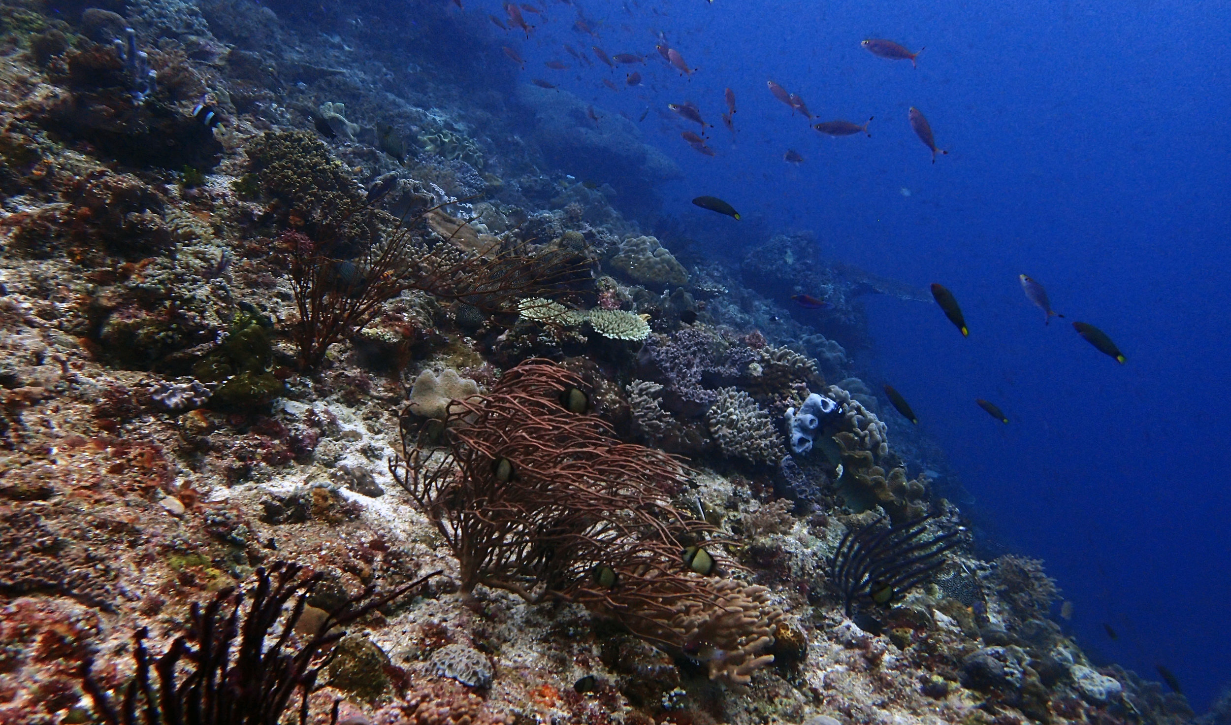 Two Tree Island reef habitat.jpg