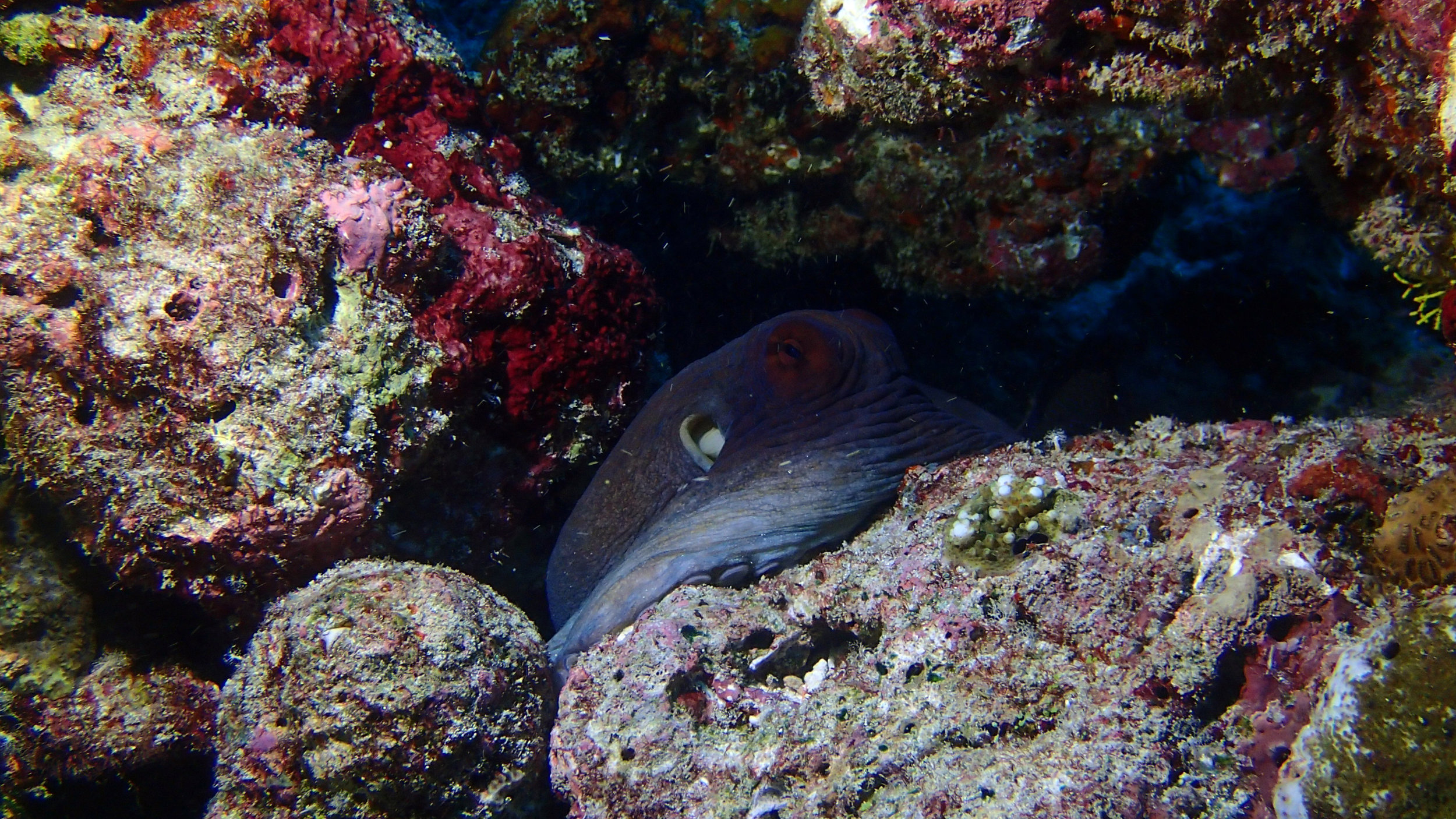 great octopus shot with video light.jpg