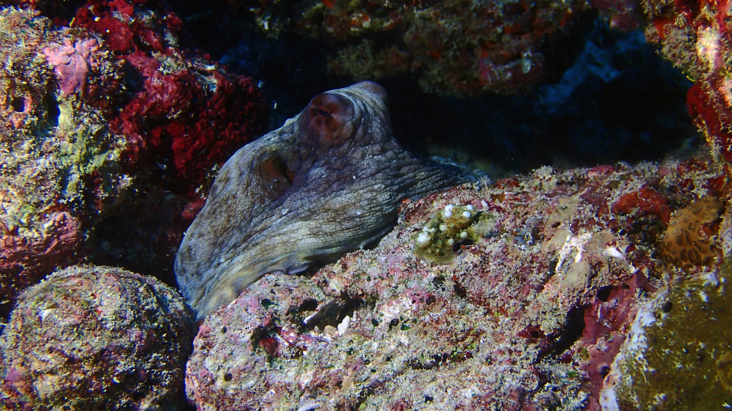 octopus Maldives.jpg