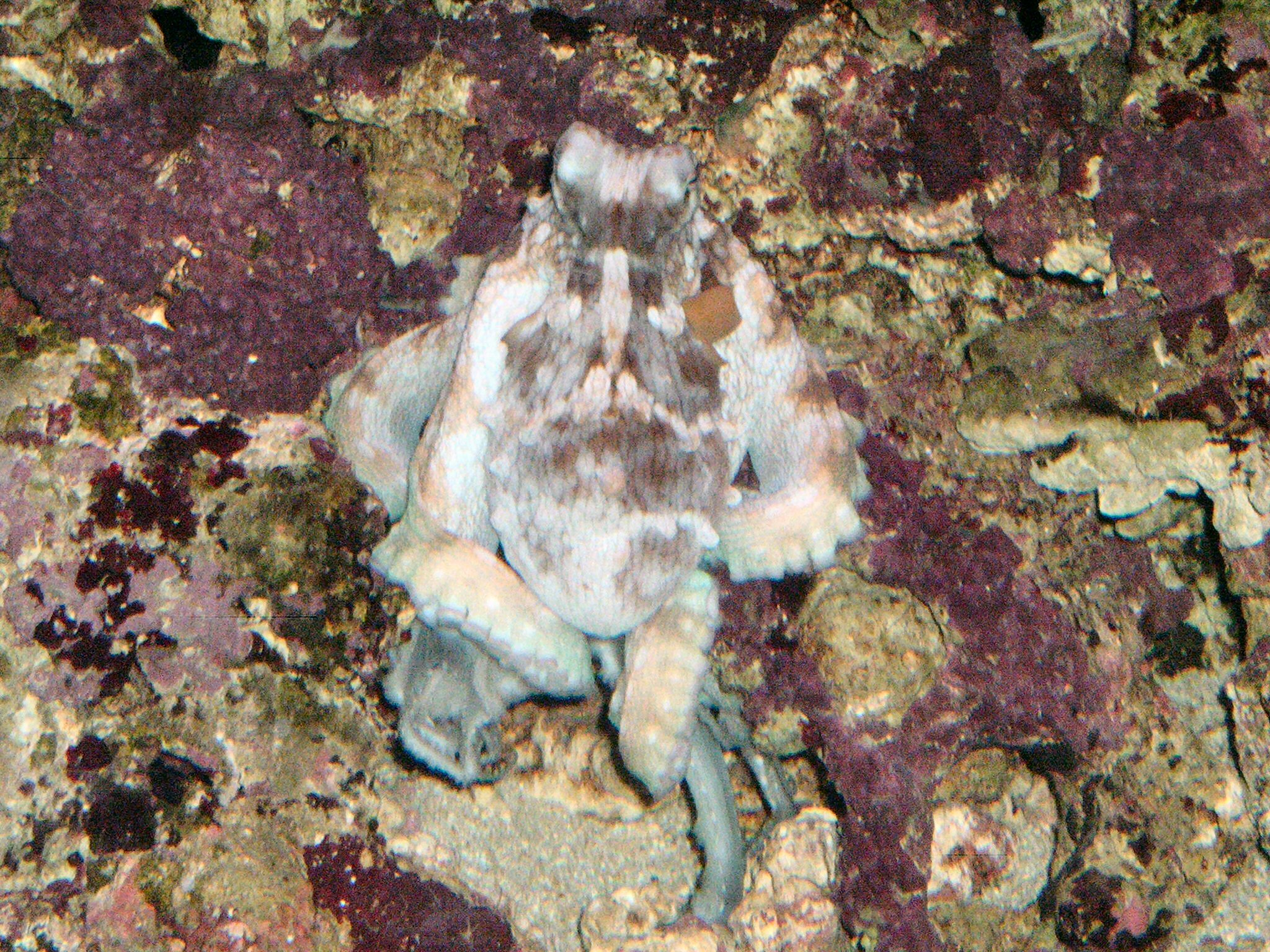 waikiki aquarium octopus.jpg