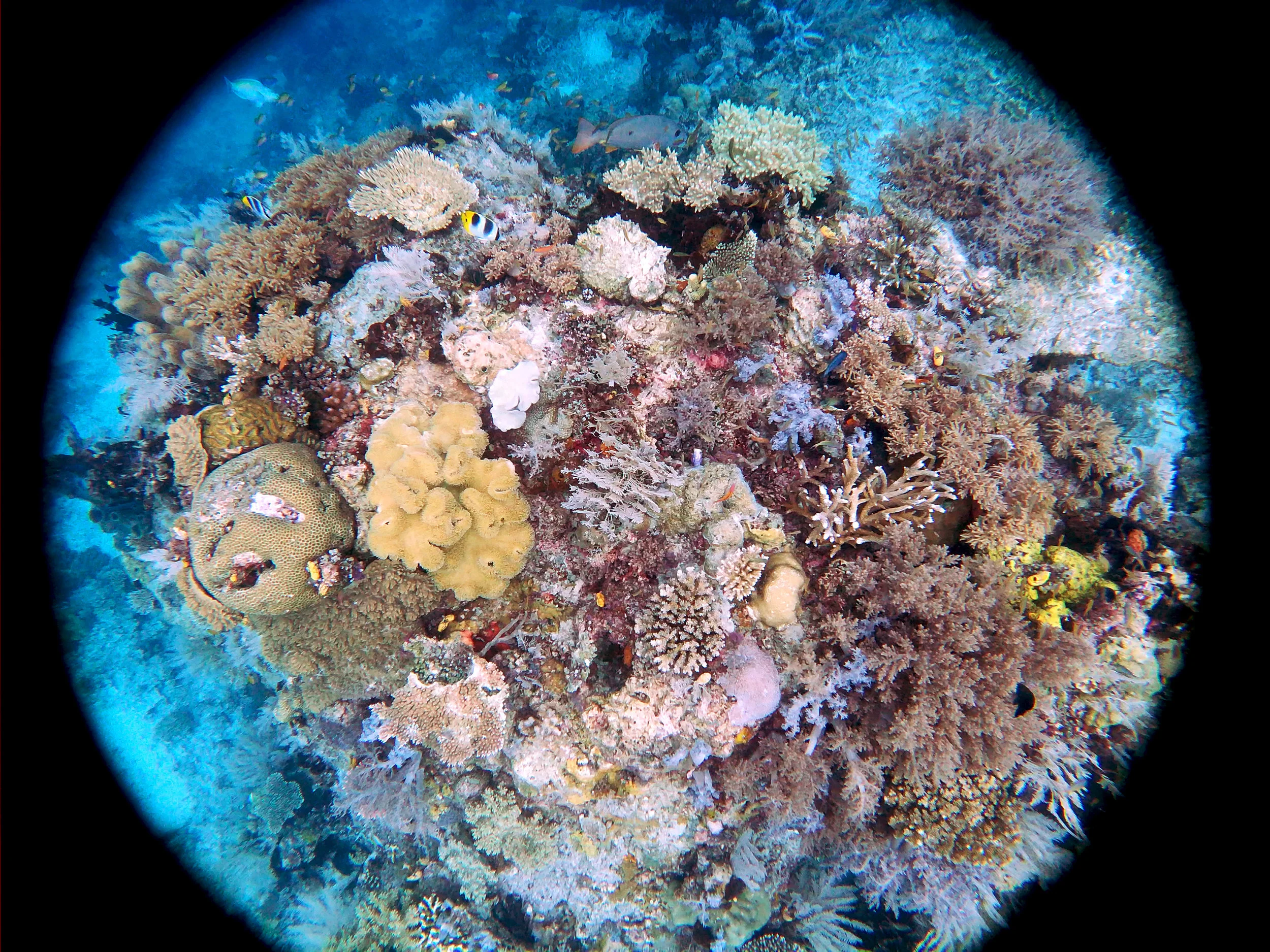 Mioskon Raja Ampat.jpg